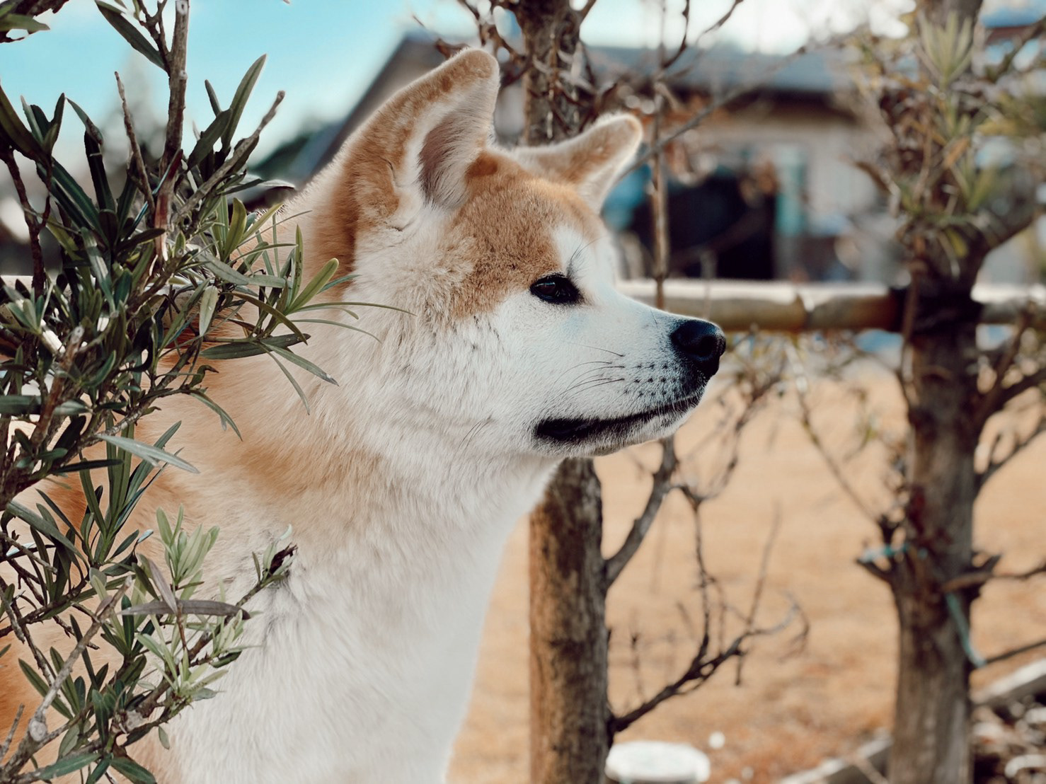 秋田犬 ゲン