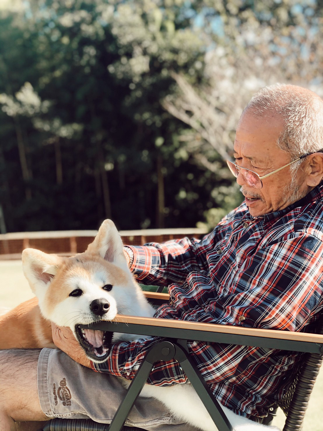 秋田犬 ゲン
