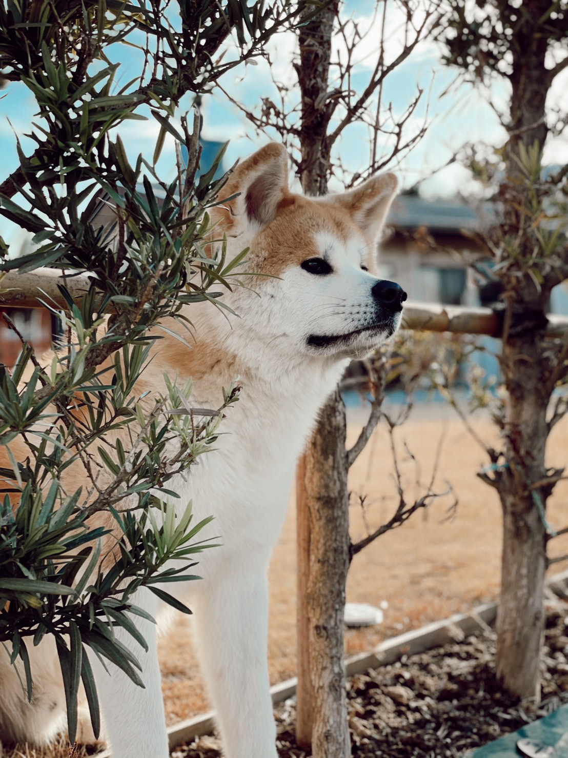秋田犬 ゲン