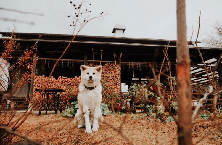 秋田犬 ユキチ