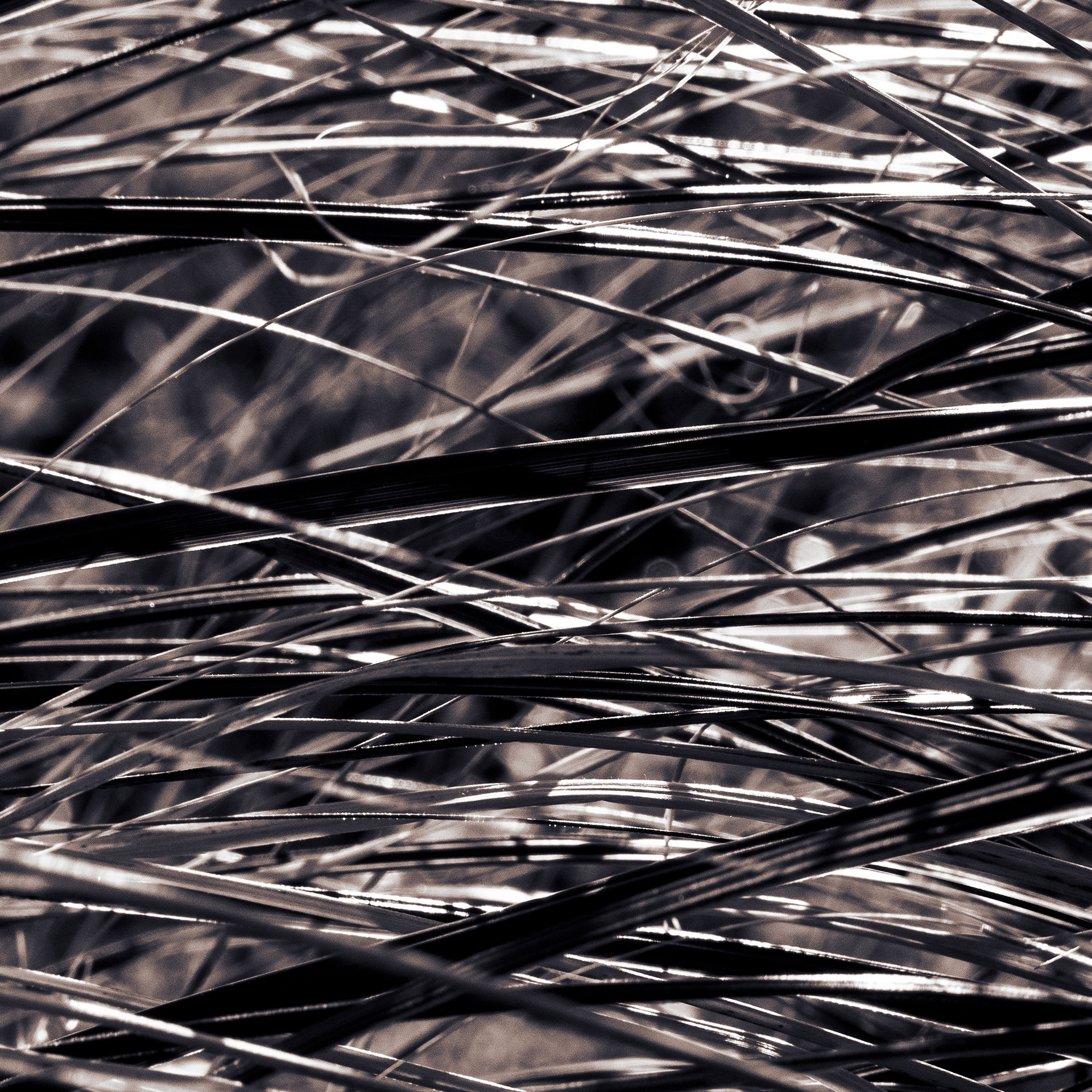 Monochrome shot of confused grass