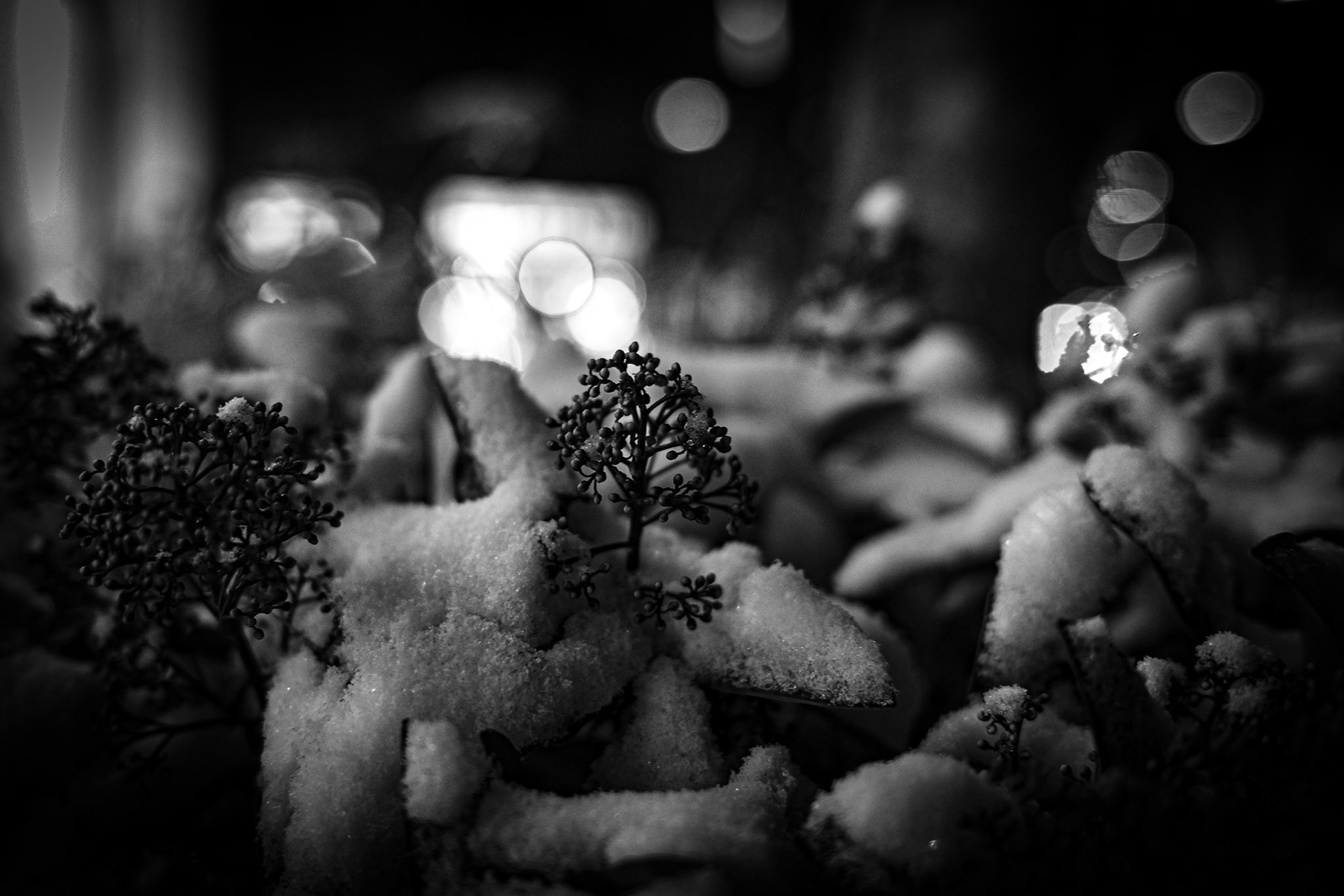 bonsai im schnee (hamburg, germany)