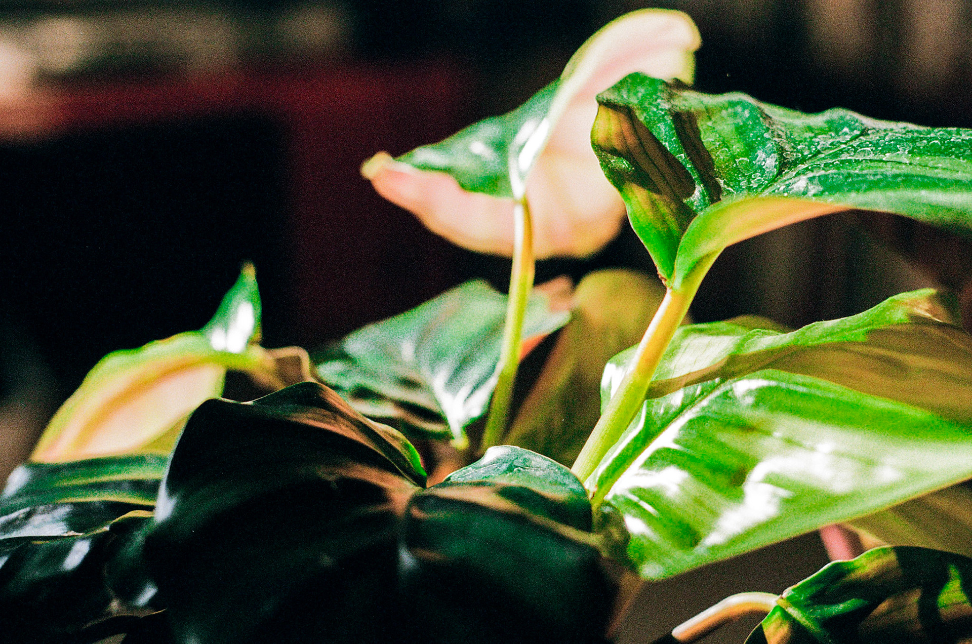 zimmerpflanze (pentax super a, 50mm)