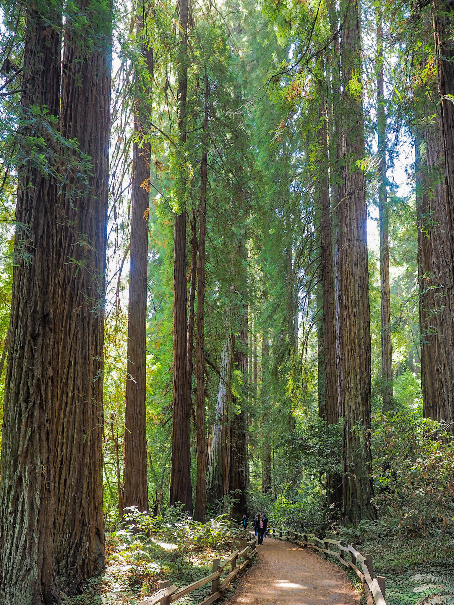 Muir Woods National Monument, CA
