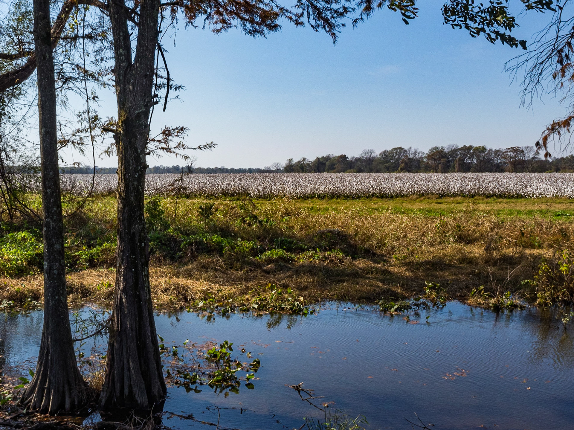 Delta farmland, Hwy 1