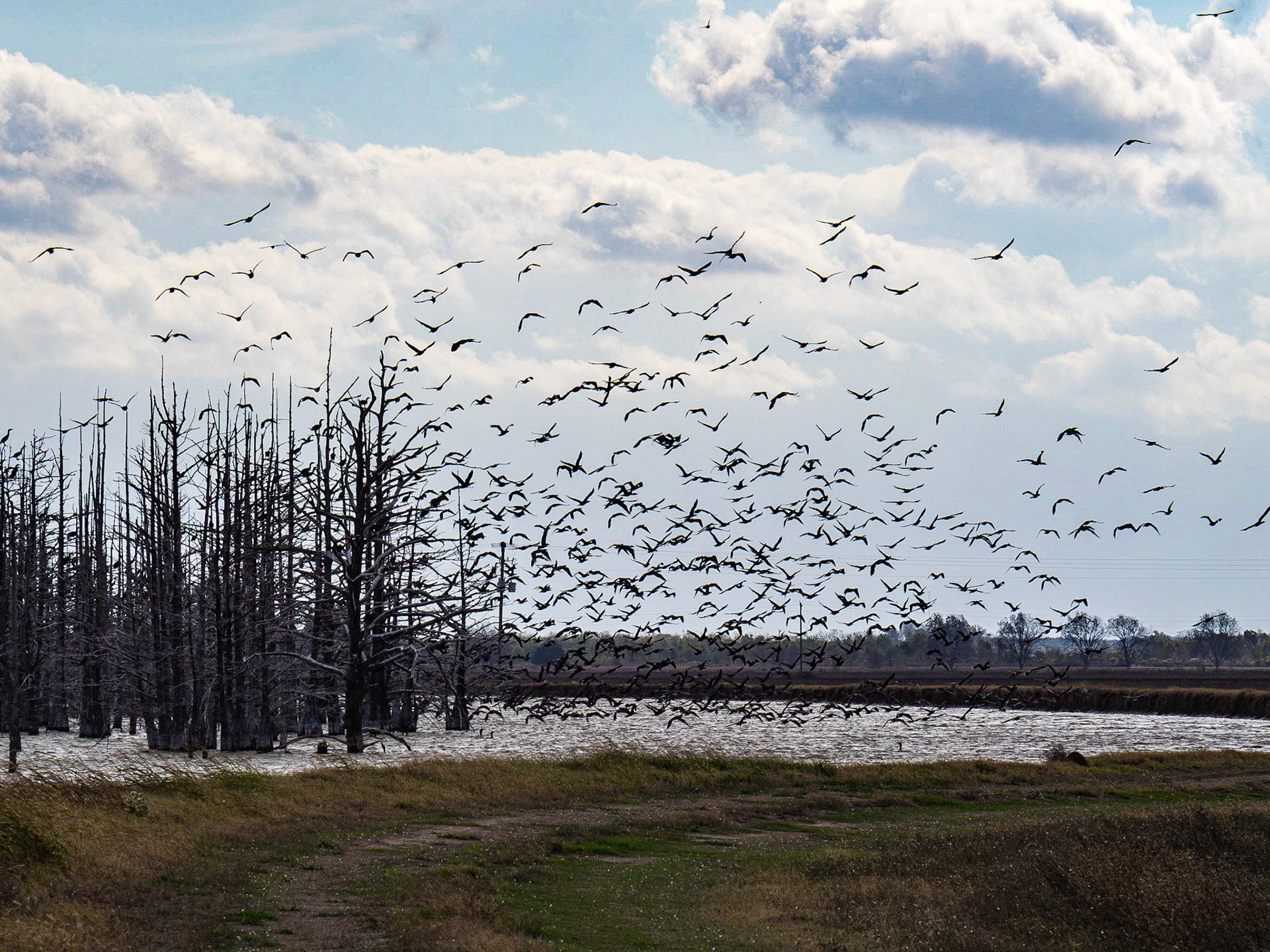 Cormorants roosting and flying