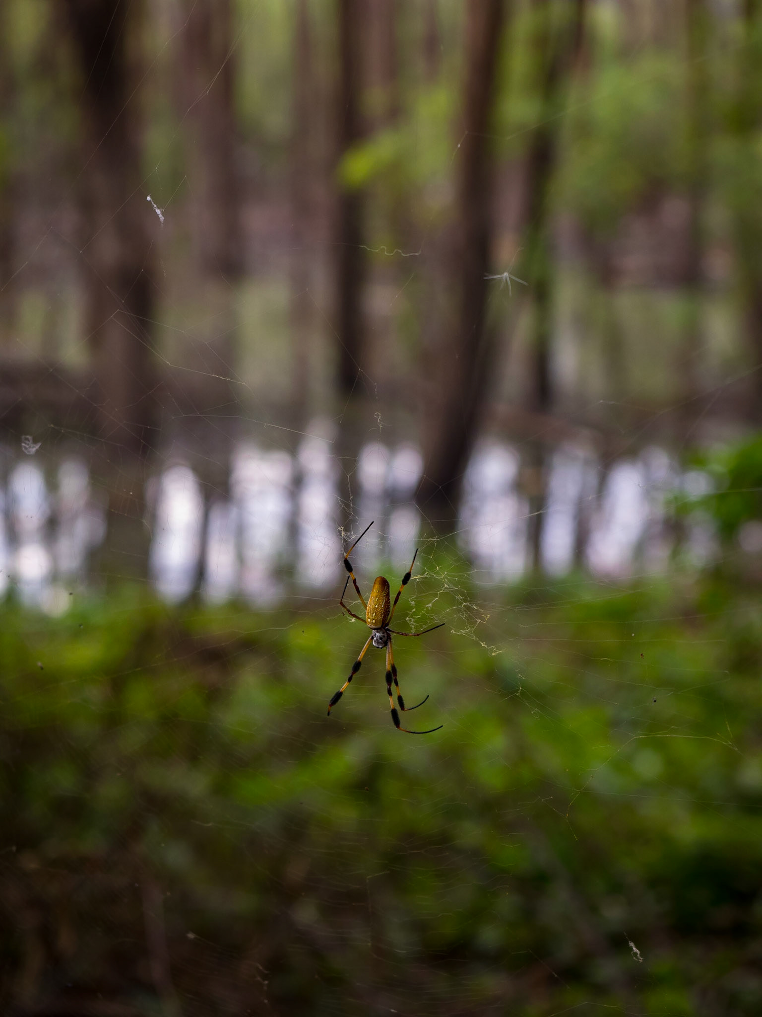 Swamp near Eagle Lake