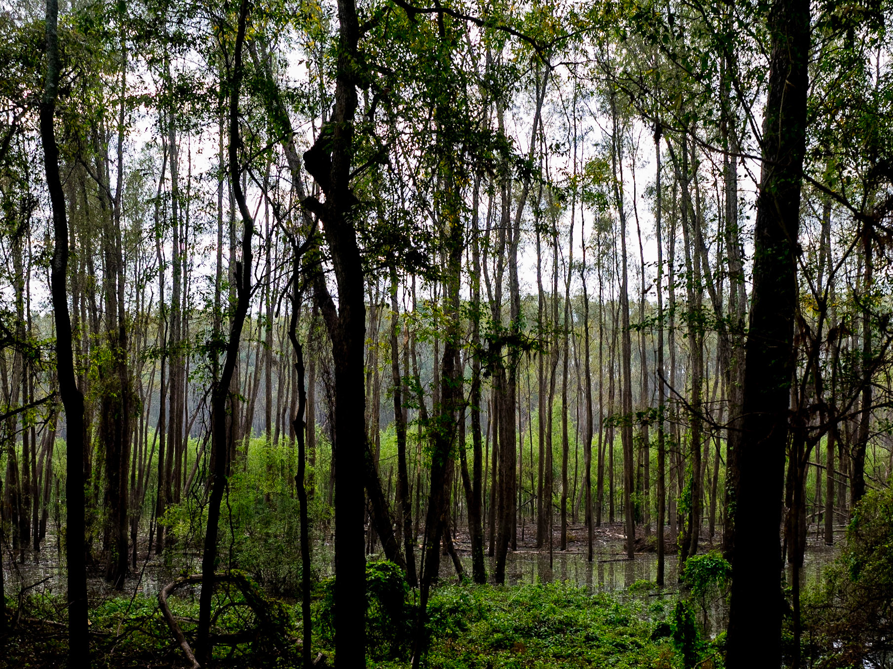 Swamp near Eagle Lake