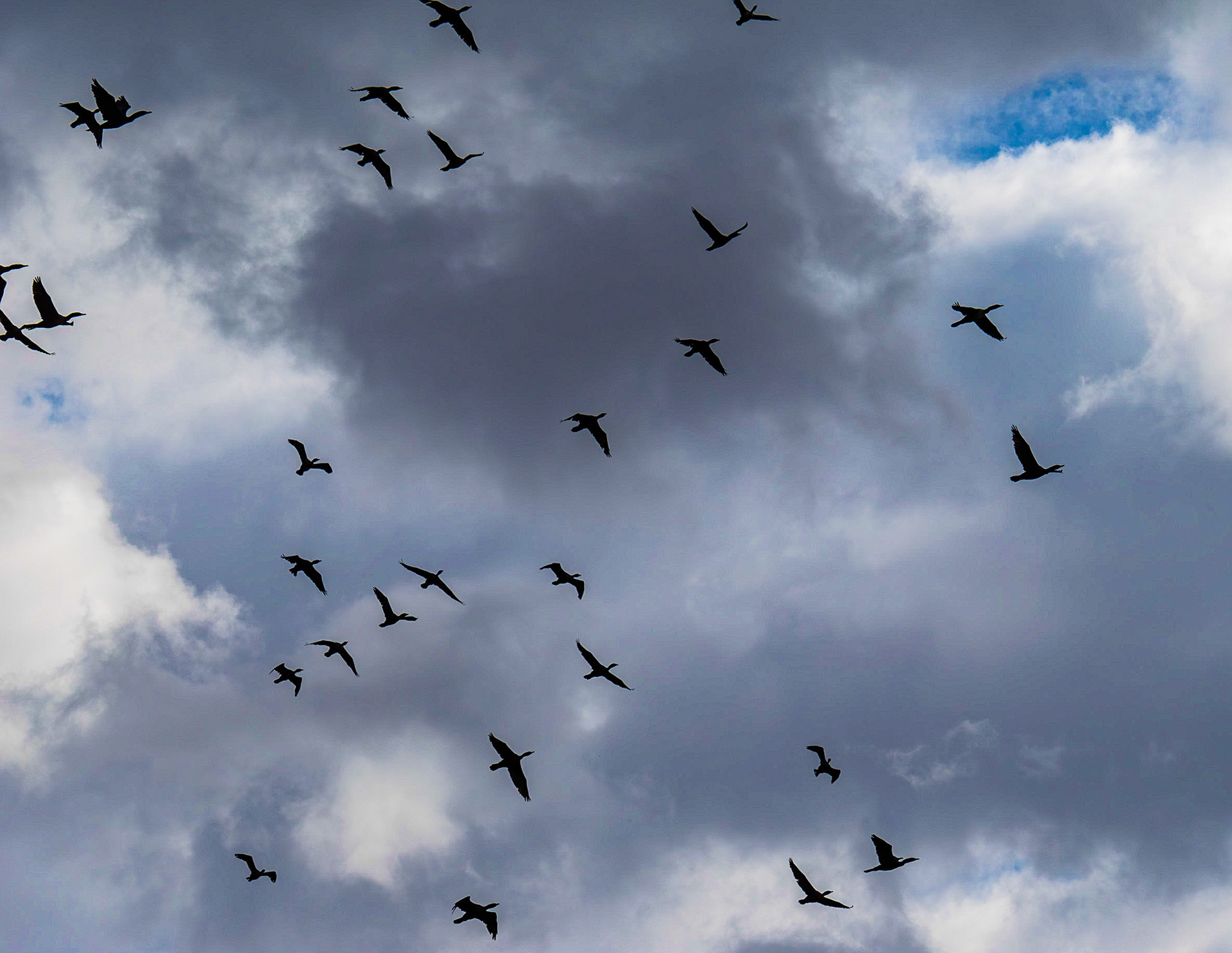 Cormorants roosting and flying