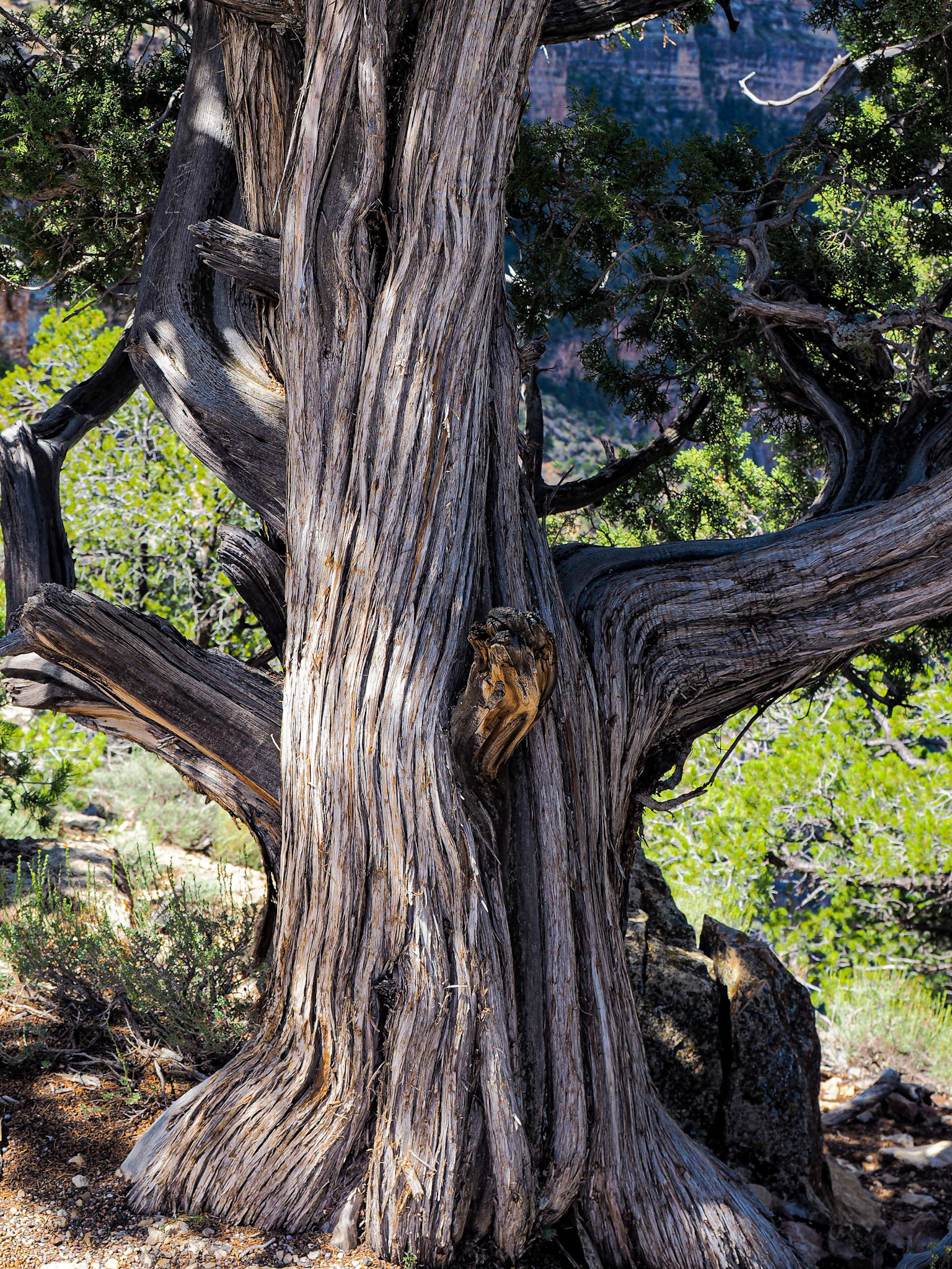 Grand Canyon, AZ - South Rim