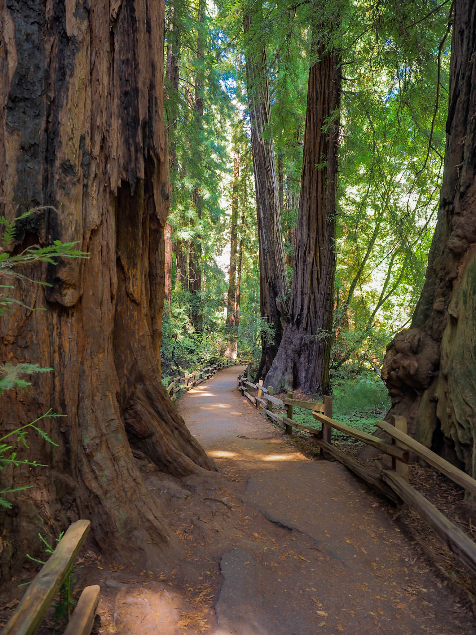 Muir Woods National Monument, CA