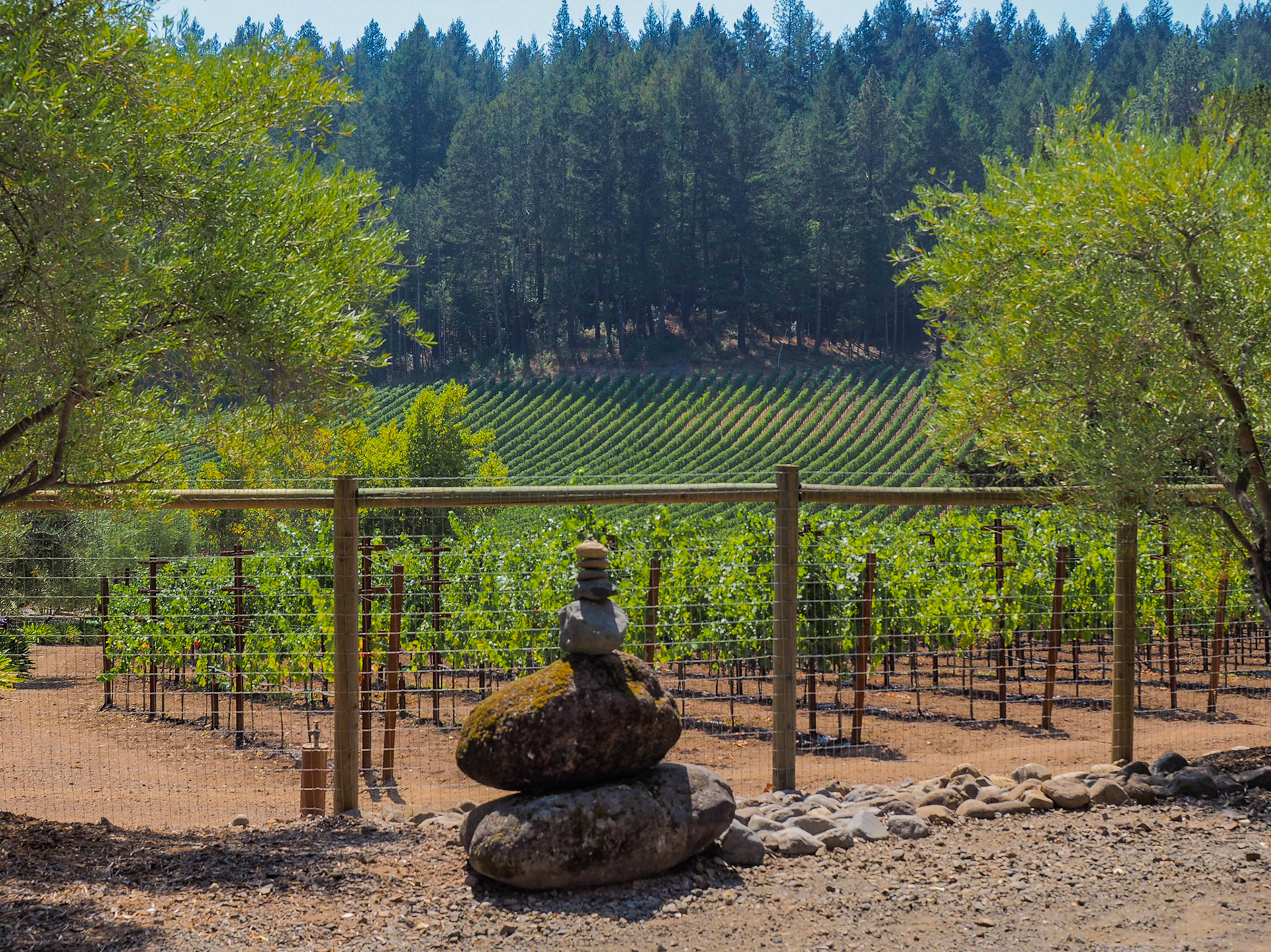 Vinyards, Napa Valley, CA