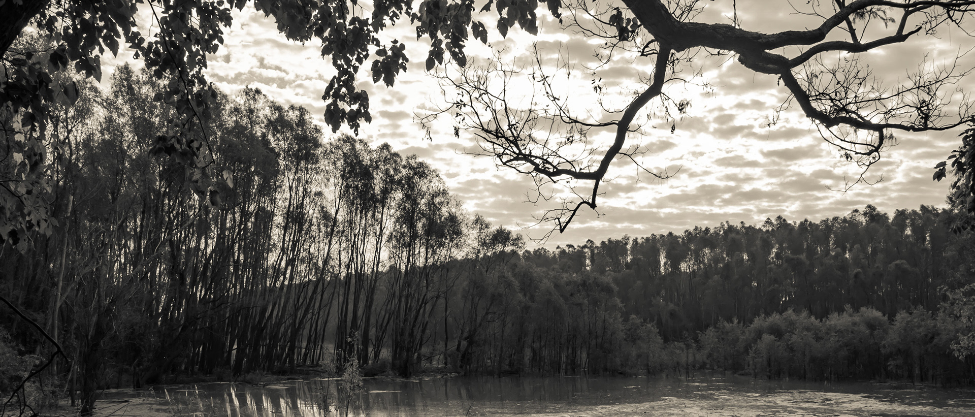 Swamp near Eagle Lake