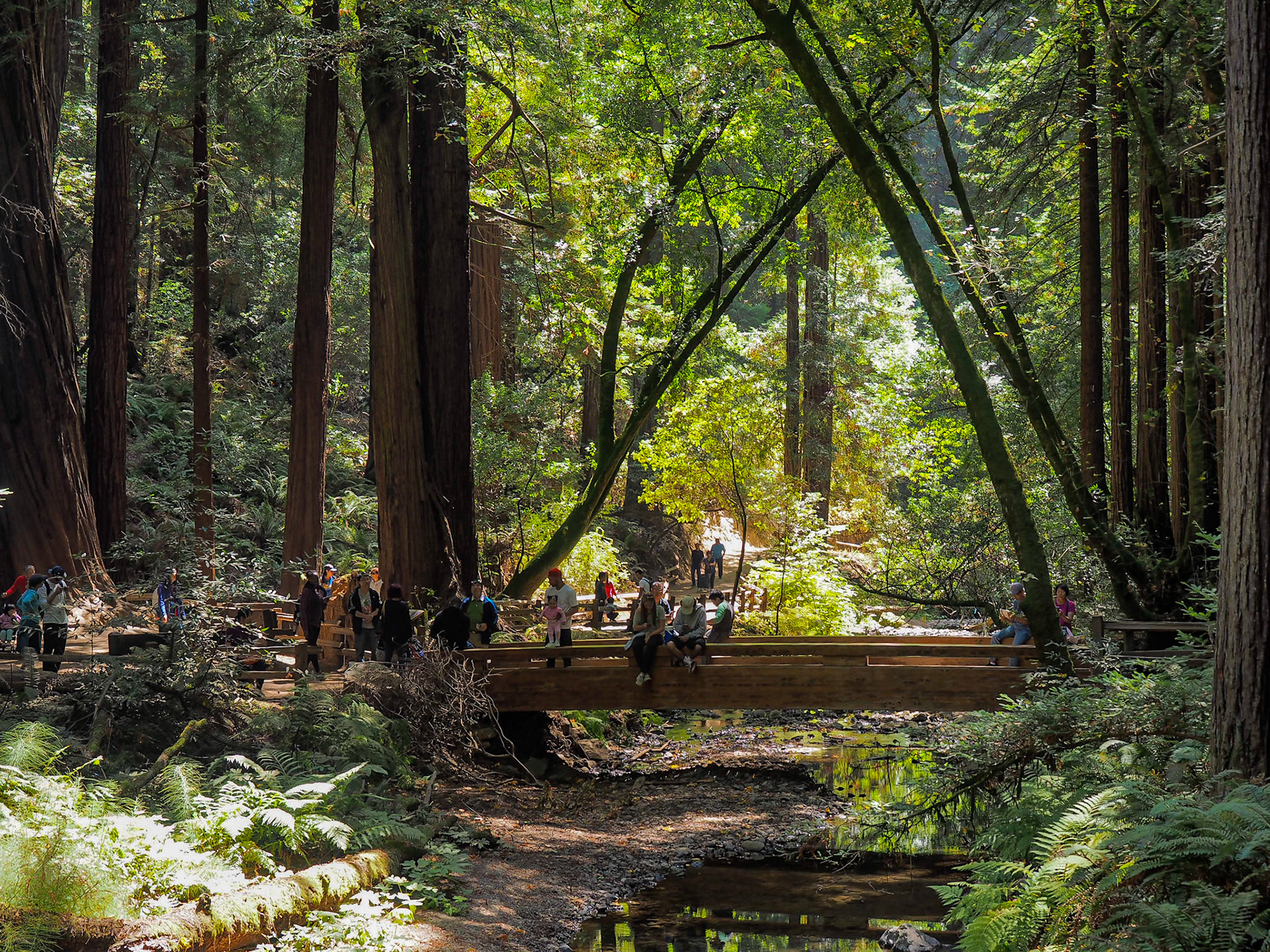 Muir Woods National Monument, CA