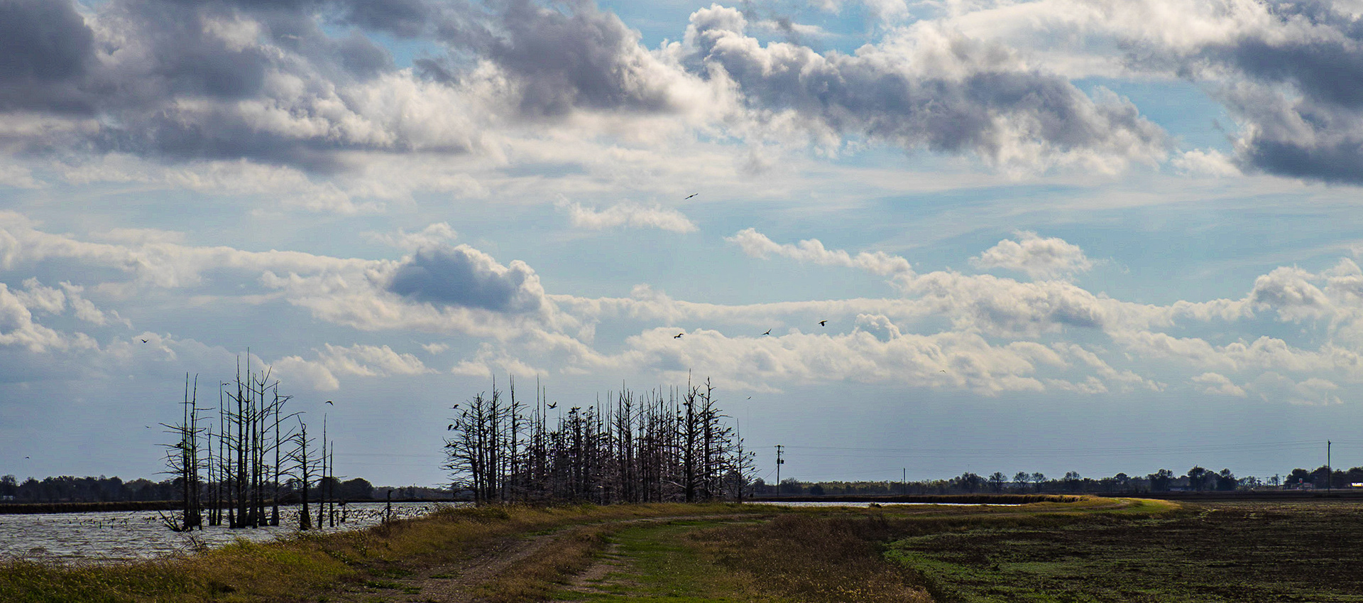 Cormorants roosting and flying