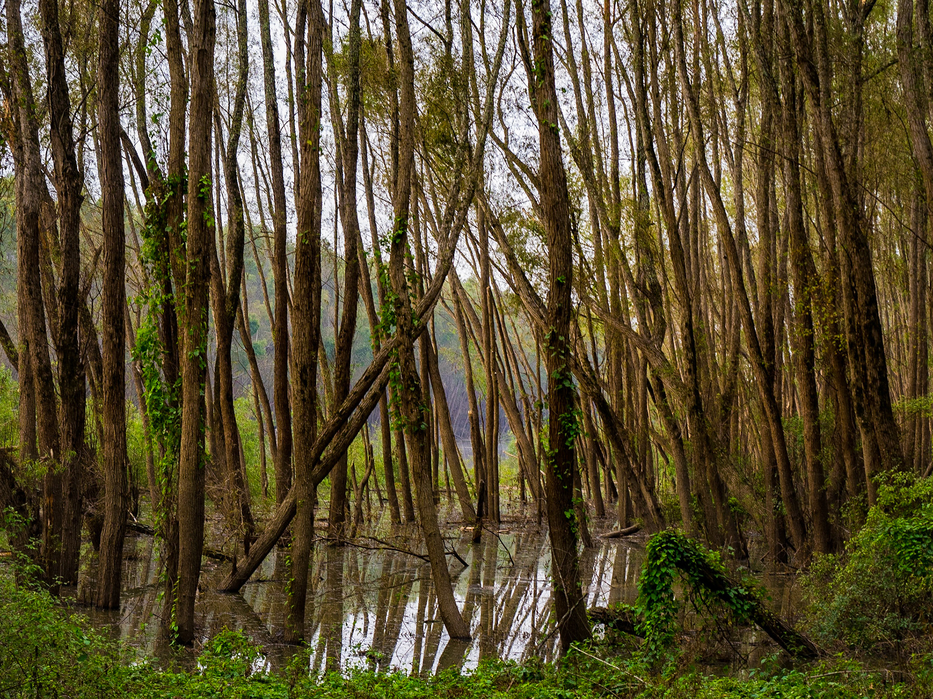 Swamp near Eagle Lake