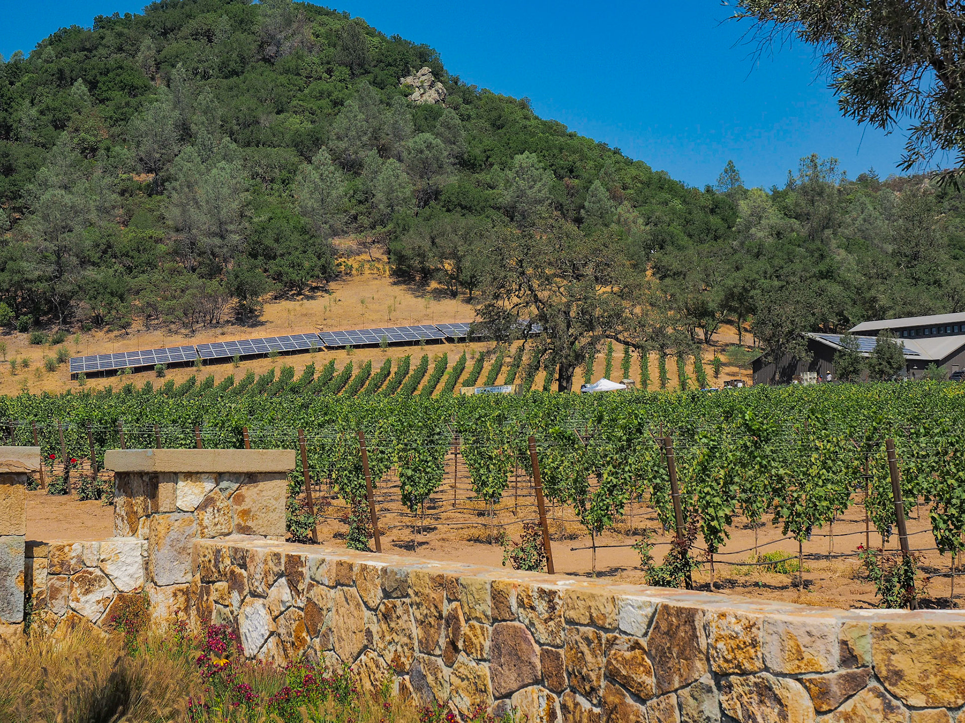 Vinyards, Napa Valley, CA