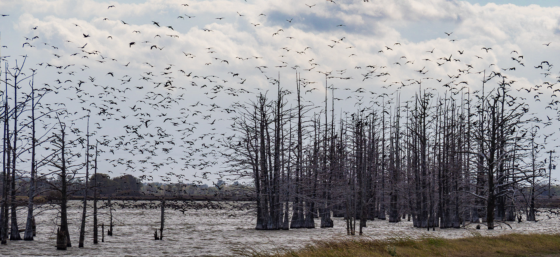 Cormorants roosting and flying