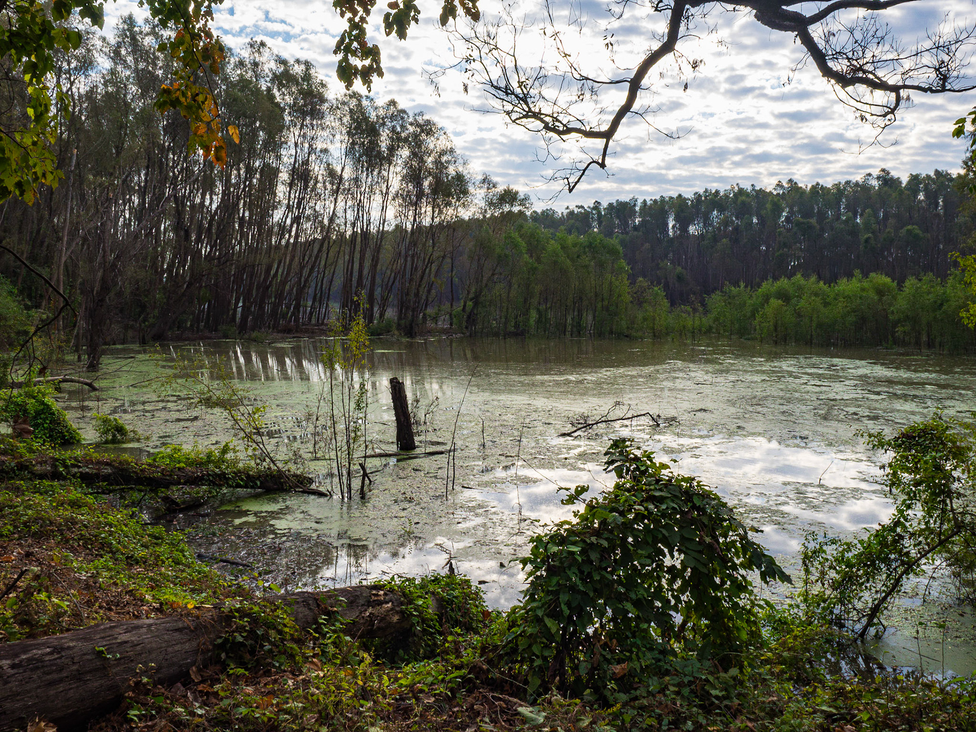 Swamp near Eagle Lake
