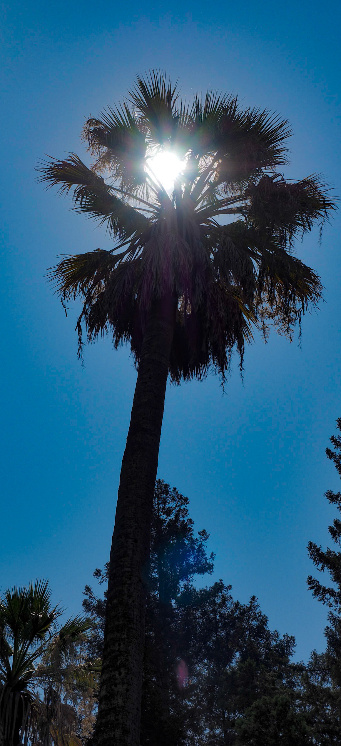 Beringer Winery - St. Helena, CA