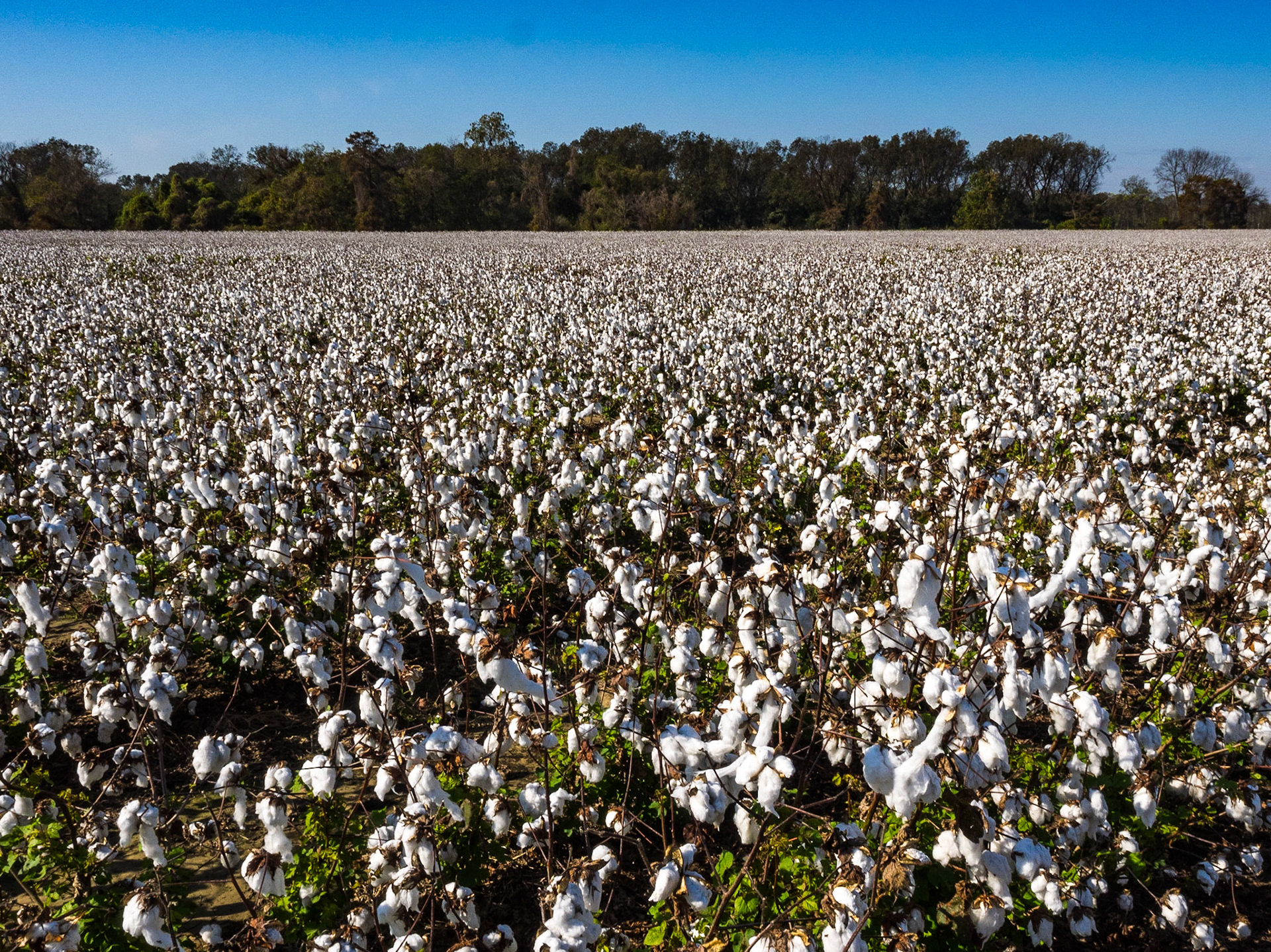 Delta farmland, Hwy 1