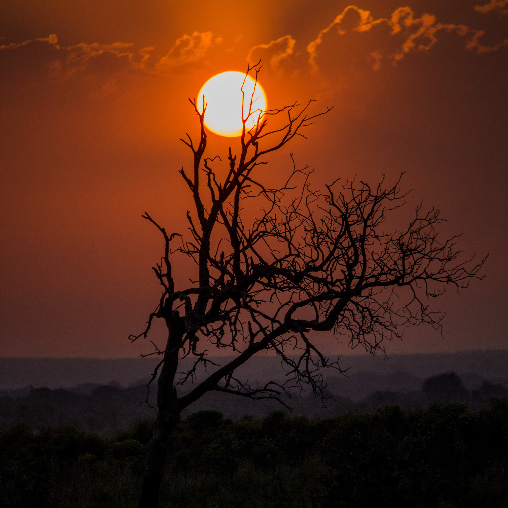 Coucher de soleil dans la savane