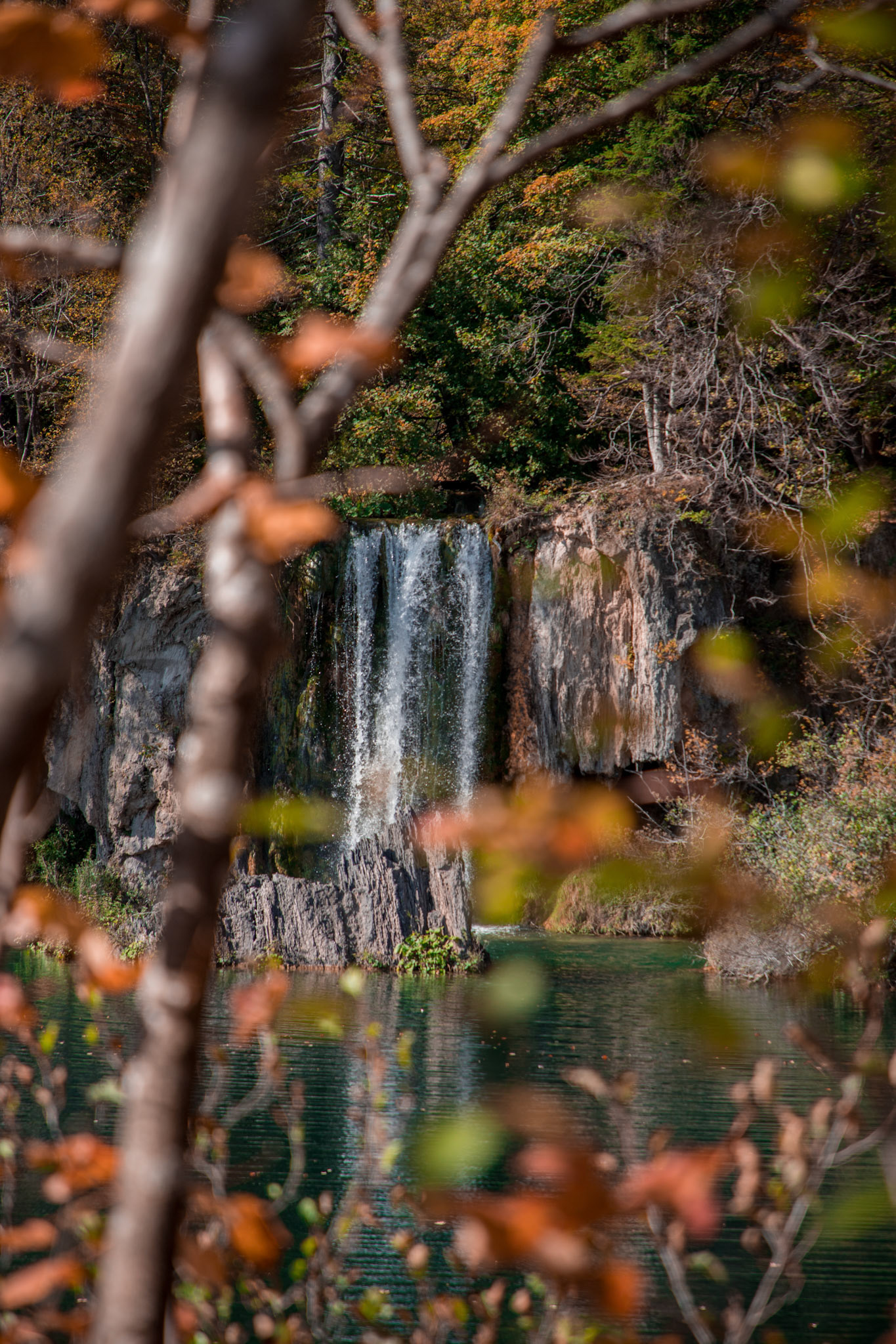À travers les feuilles