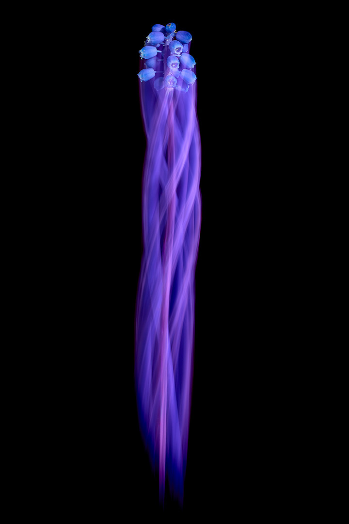 𝗠𝗮𝗿𝘃𝗲𝗹𝗼𝘂𝘀 𝗠𝘂𝘀𝗰𝗮𝗿𝗶