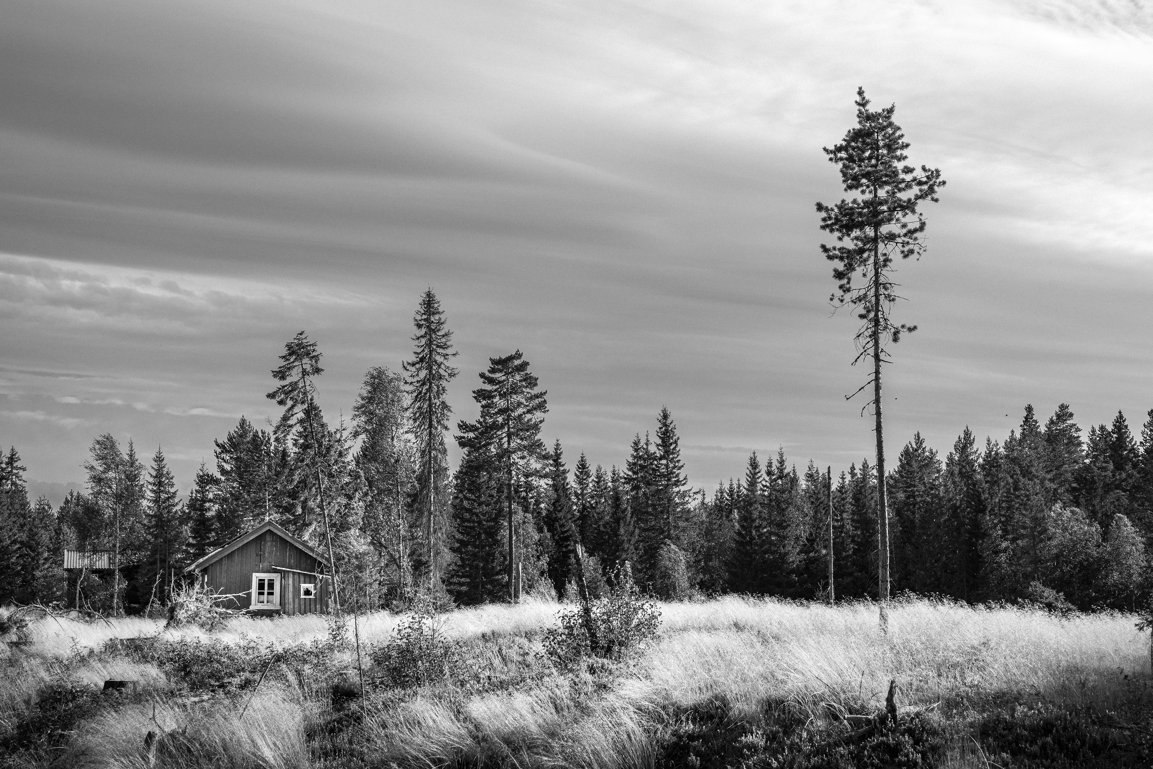 Lonely Cabin in the Forest