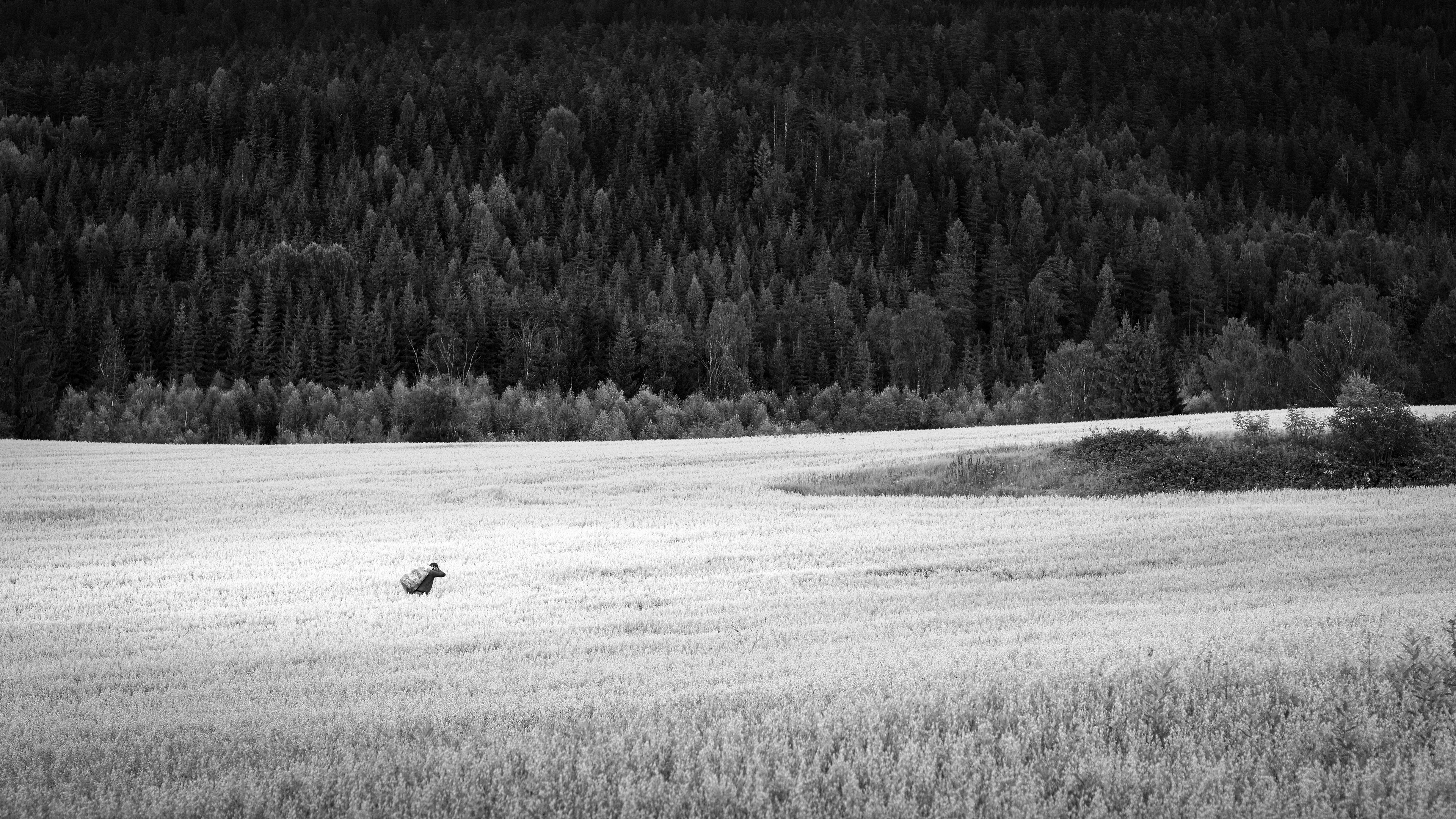 Through the Field