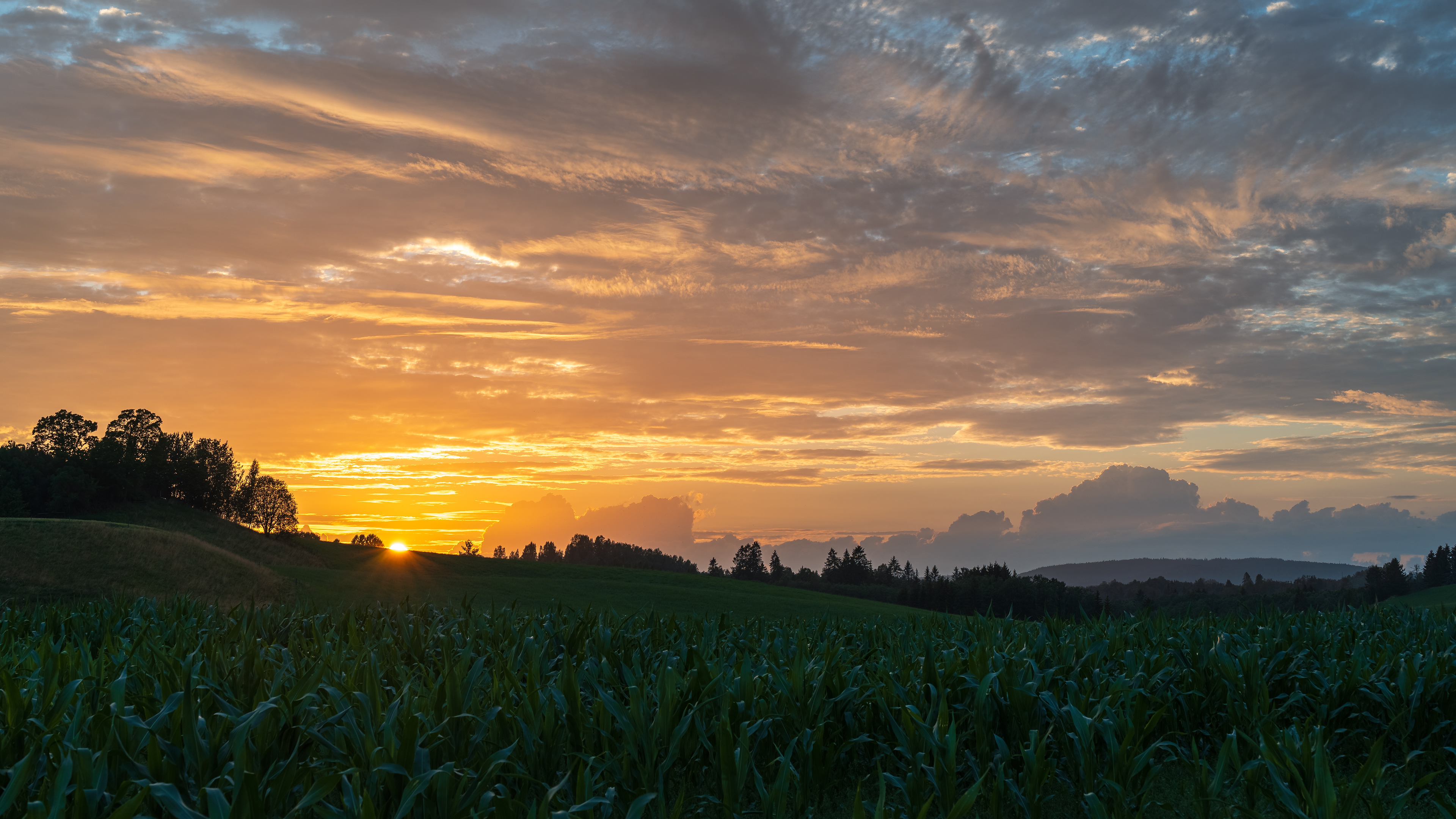 Summer Sunset Over The Field