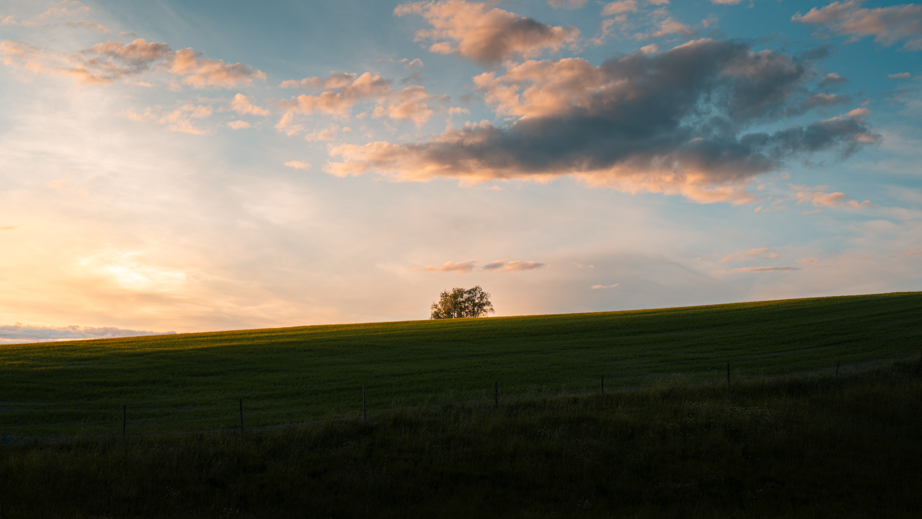 Solitary Tree
