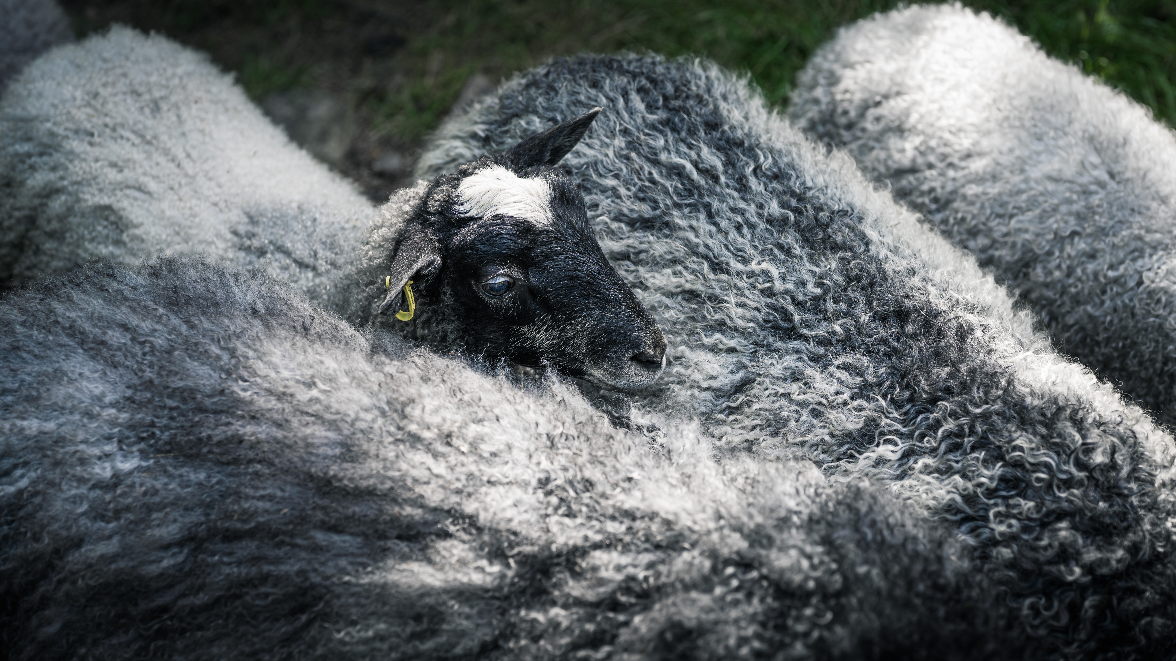 Nestled in the Flock