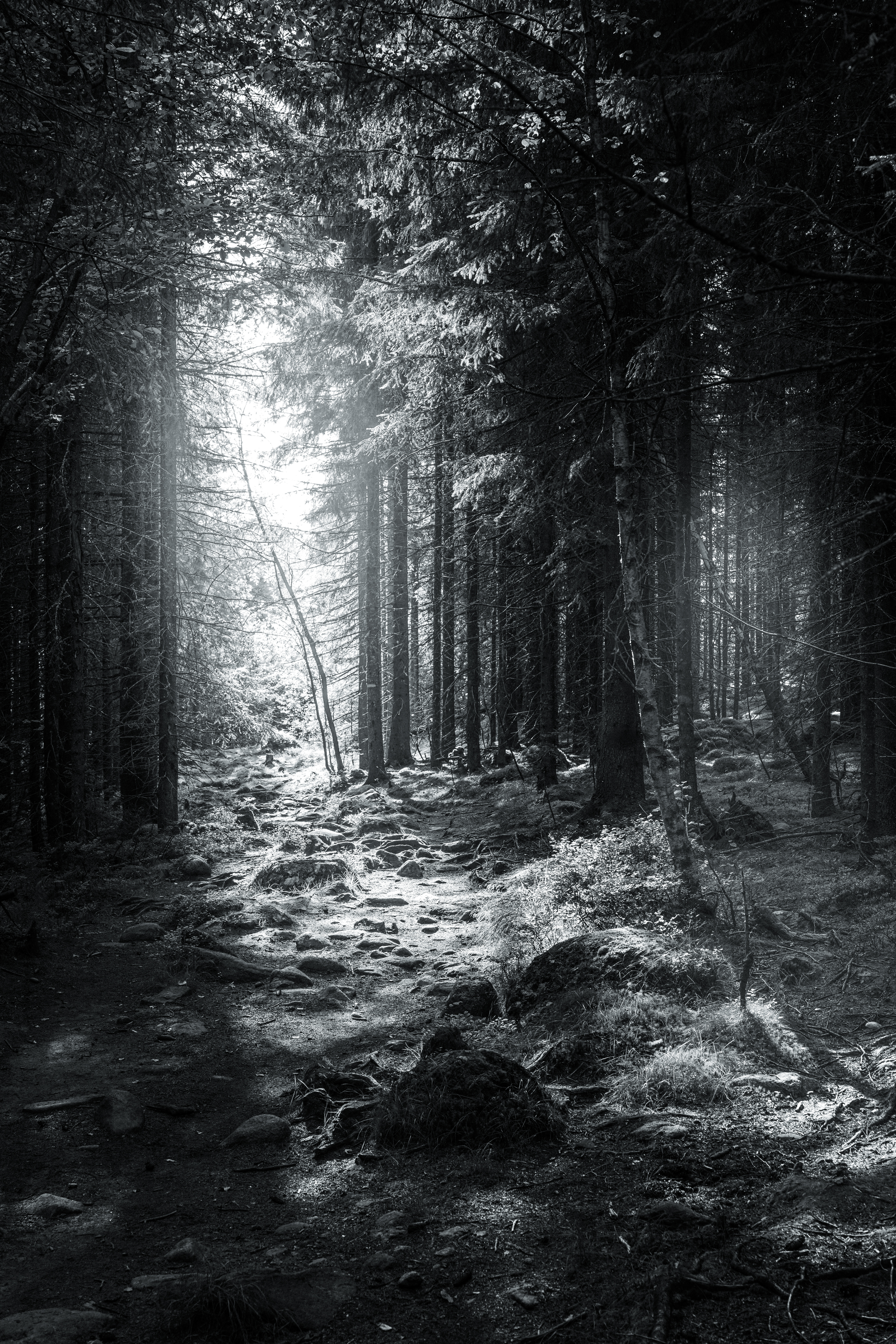 Light Breaking Through the Forest Canopy