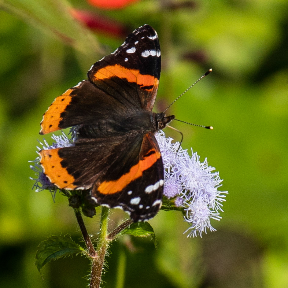 The Monarch Butterflies are in Mexico for the winter. However, this moth is camera ready.