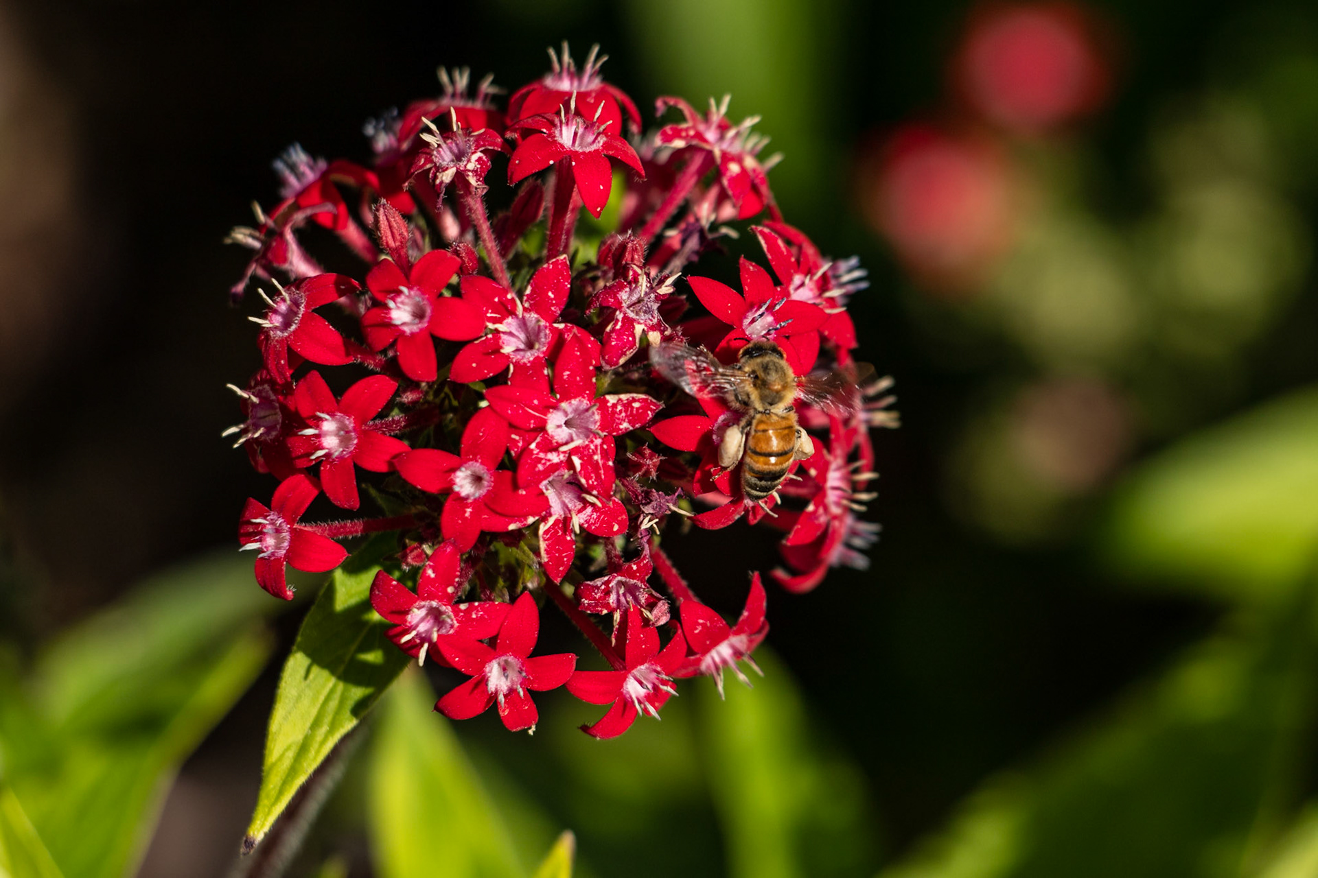 Bee in gathering mode.