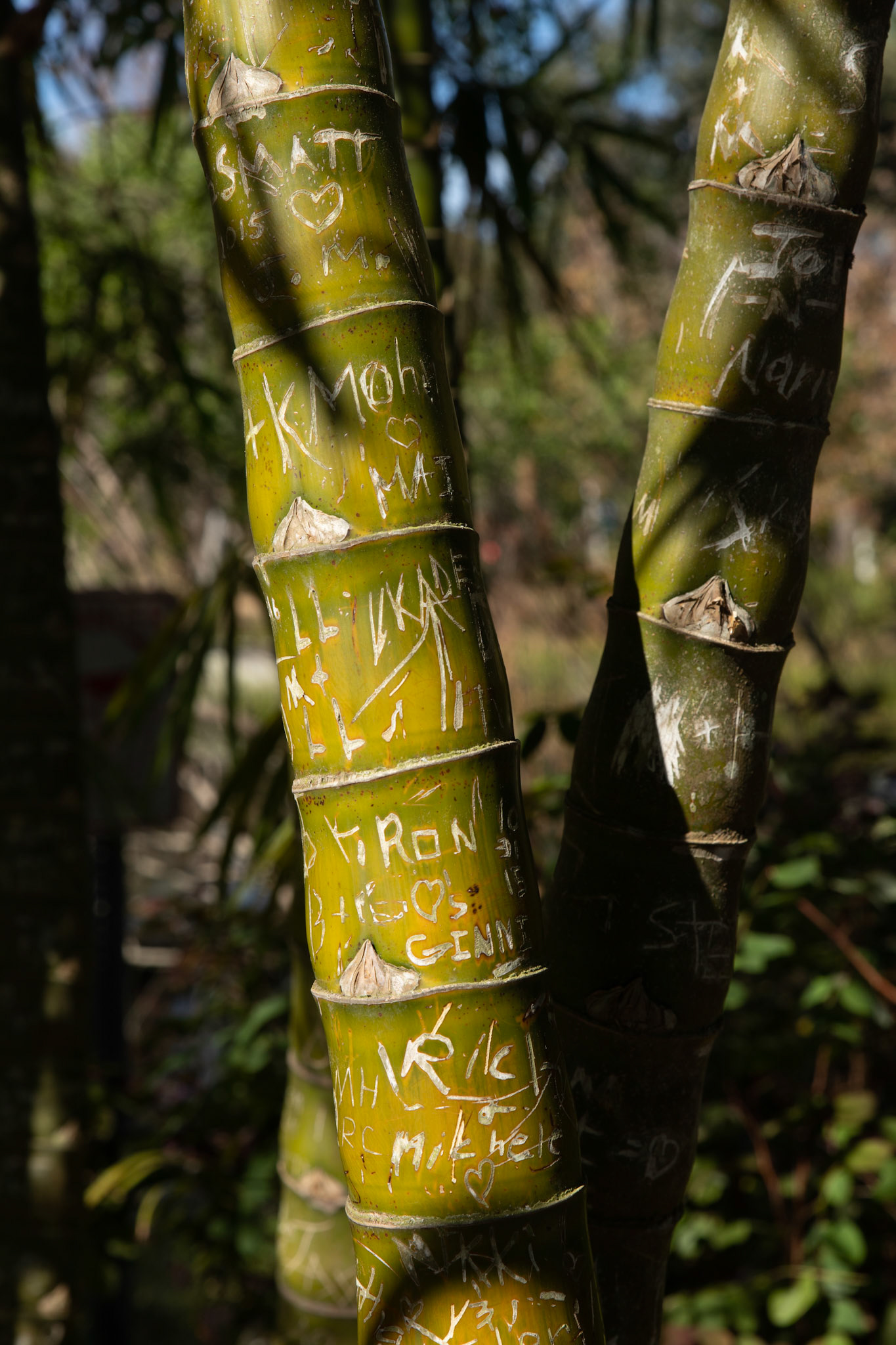 Apparently reading comprehension is not as good as it used to be. You can guess what the sign said.