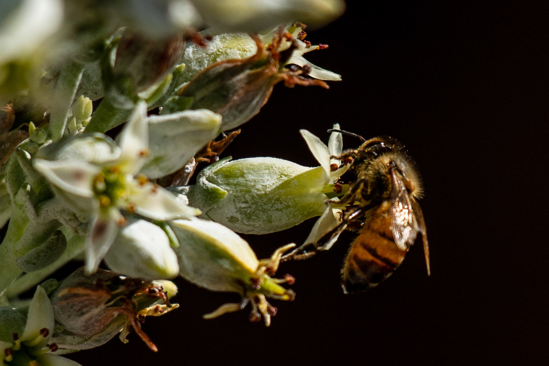 An inquisitive and hungry bee.