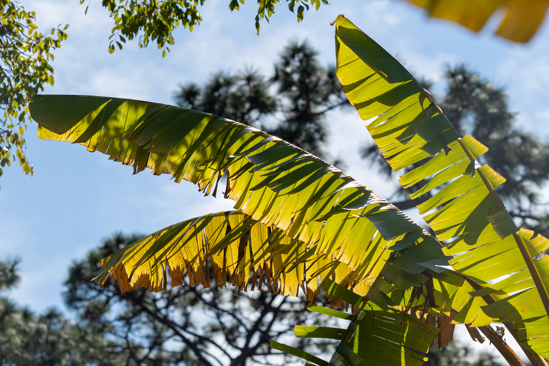Backlit Leaves 