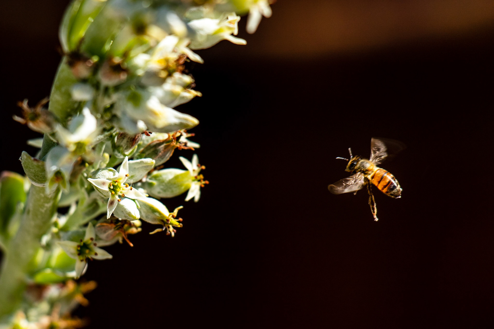 The bees were active today