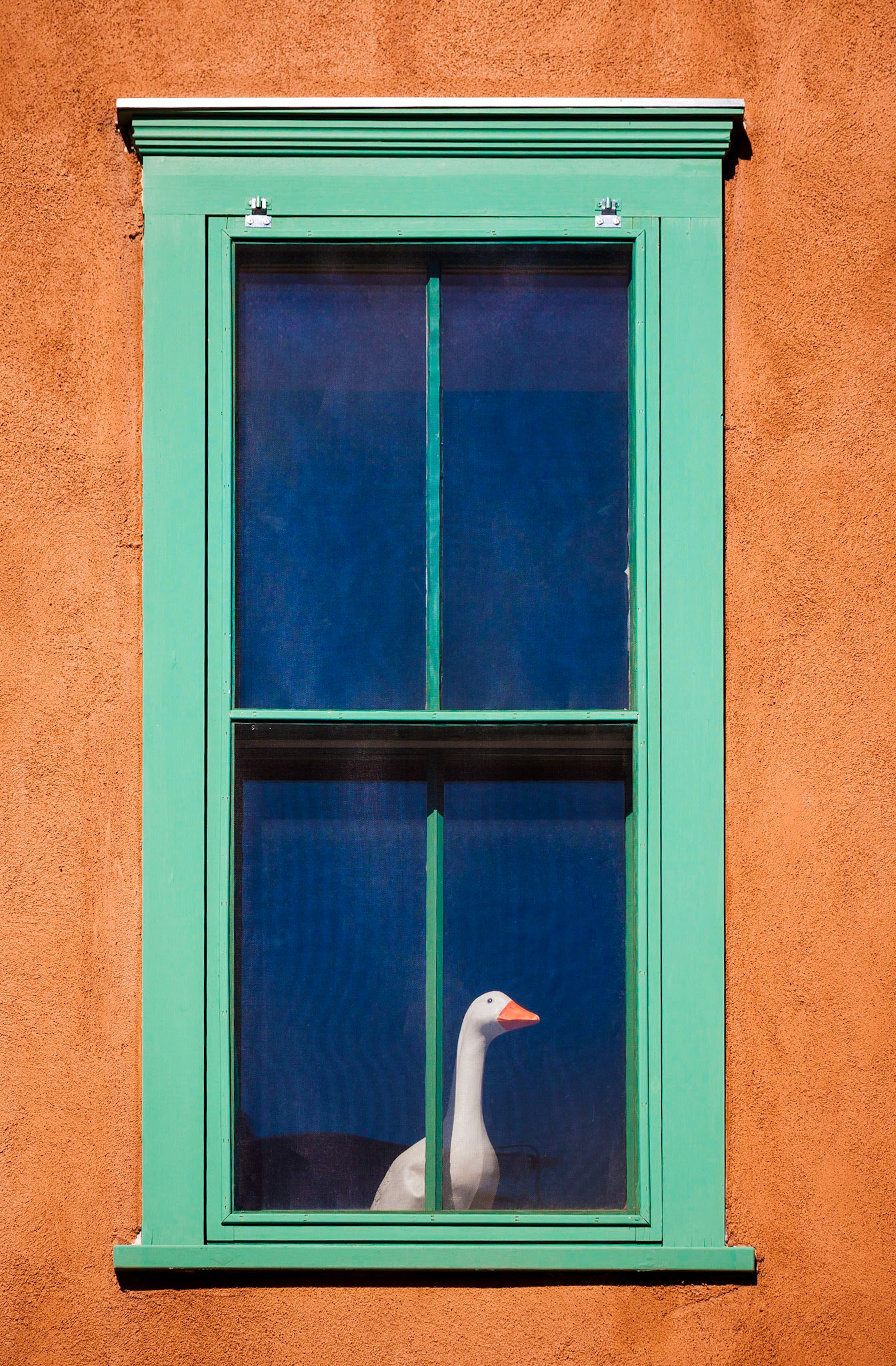 February 6, 2019Goose in the window at 120 Don Gaspar Ave. Santa Fe, NM(not there now)
