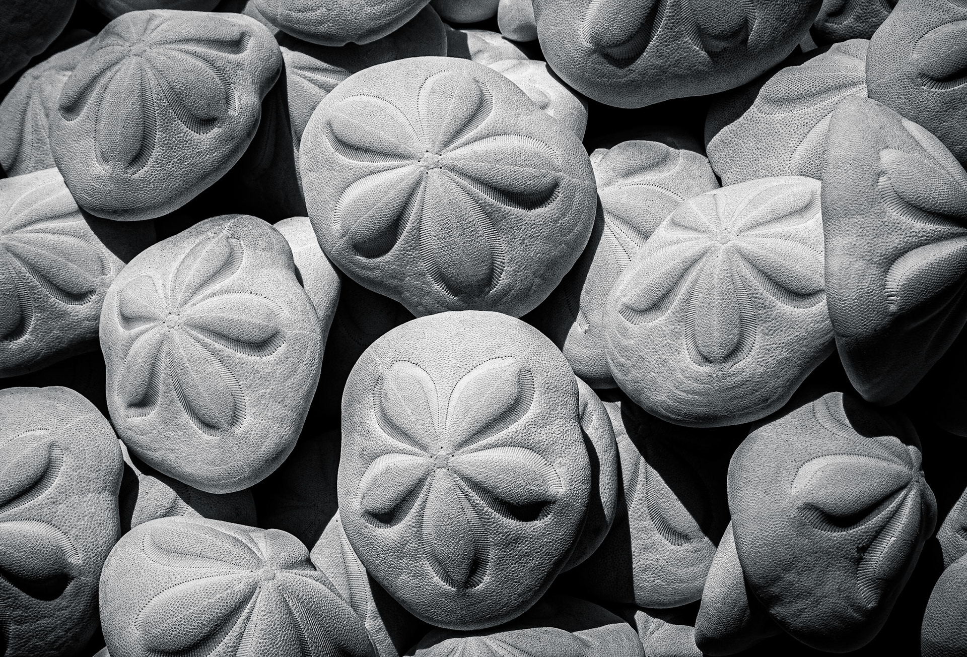 March 9, 2020Sand dollars for sale at Shell World, a roadside tourist trap in Key Largo, FL (its actually worth stopping).