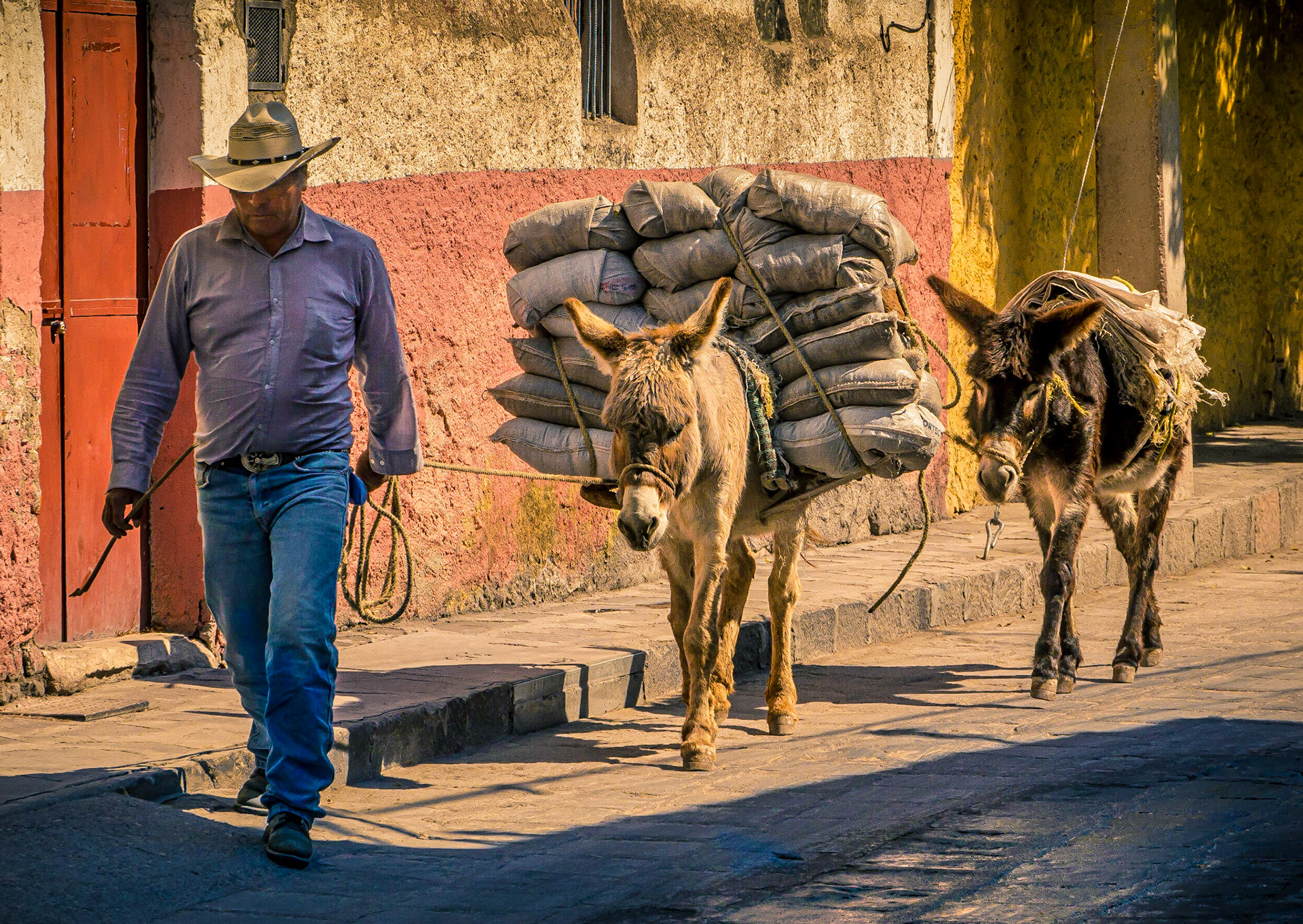 June 4, 2019Man with two burros in San Miguel de Allende, Mexico.