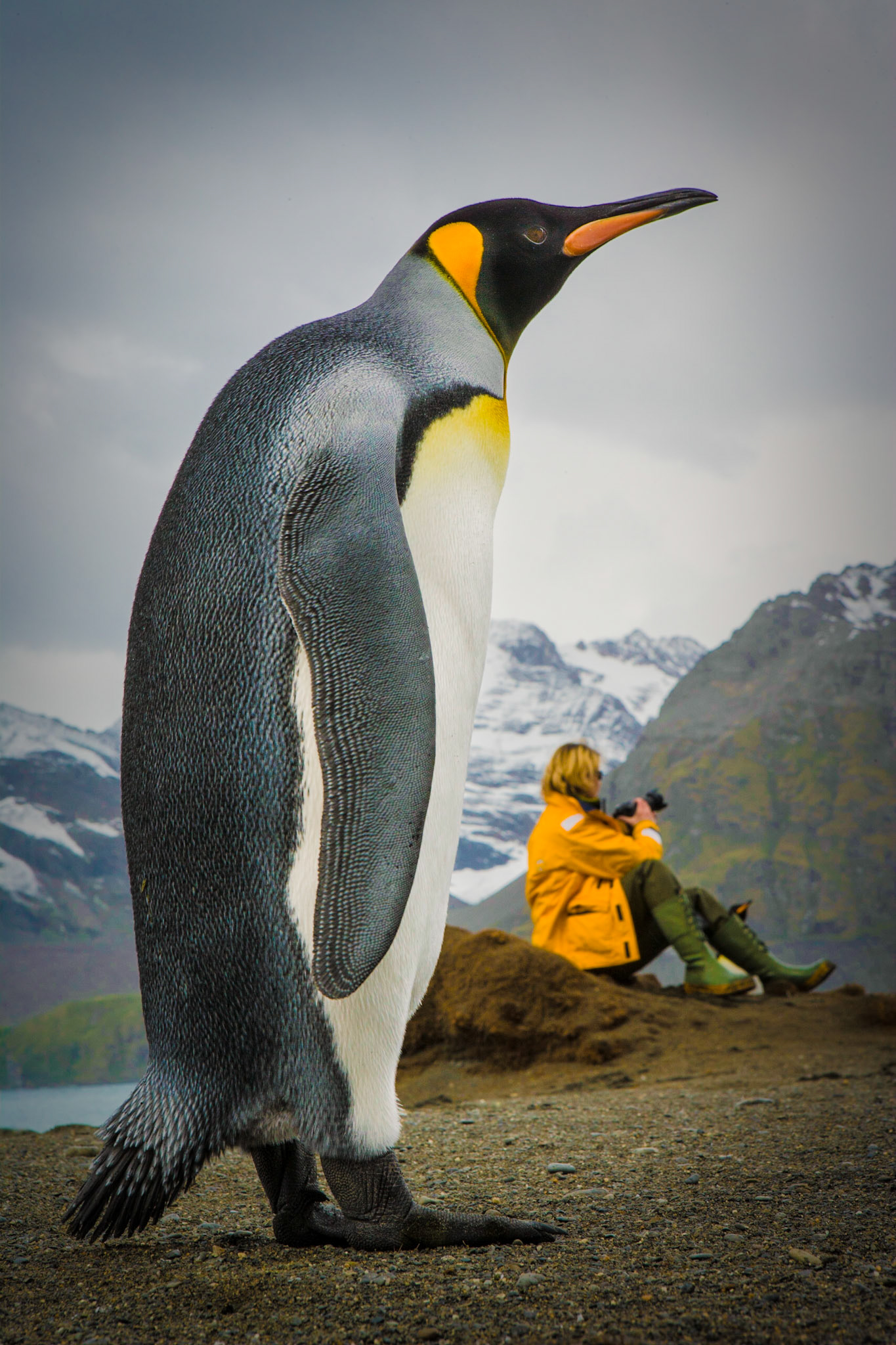 November 22, 2020King penguin in South Georgia Island in the southern Atlantic.And no, it's not a giant pengiun, Kings reach a height of about 3 ft. The reason the penguin looks so tall is I was lying down in penguin guano to shoot the photo. I didn't realize that at the time.