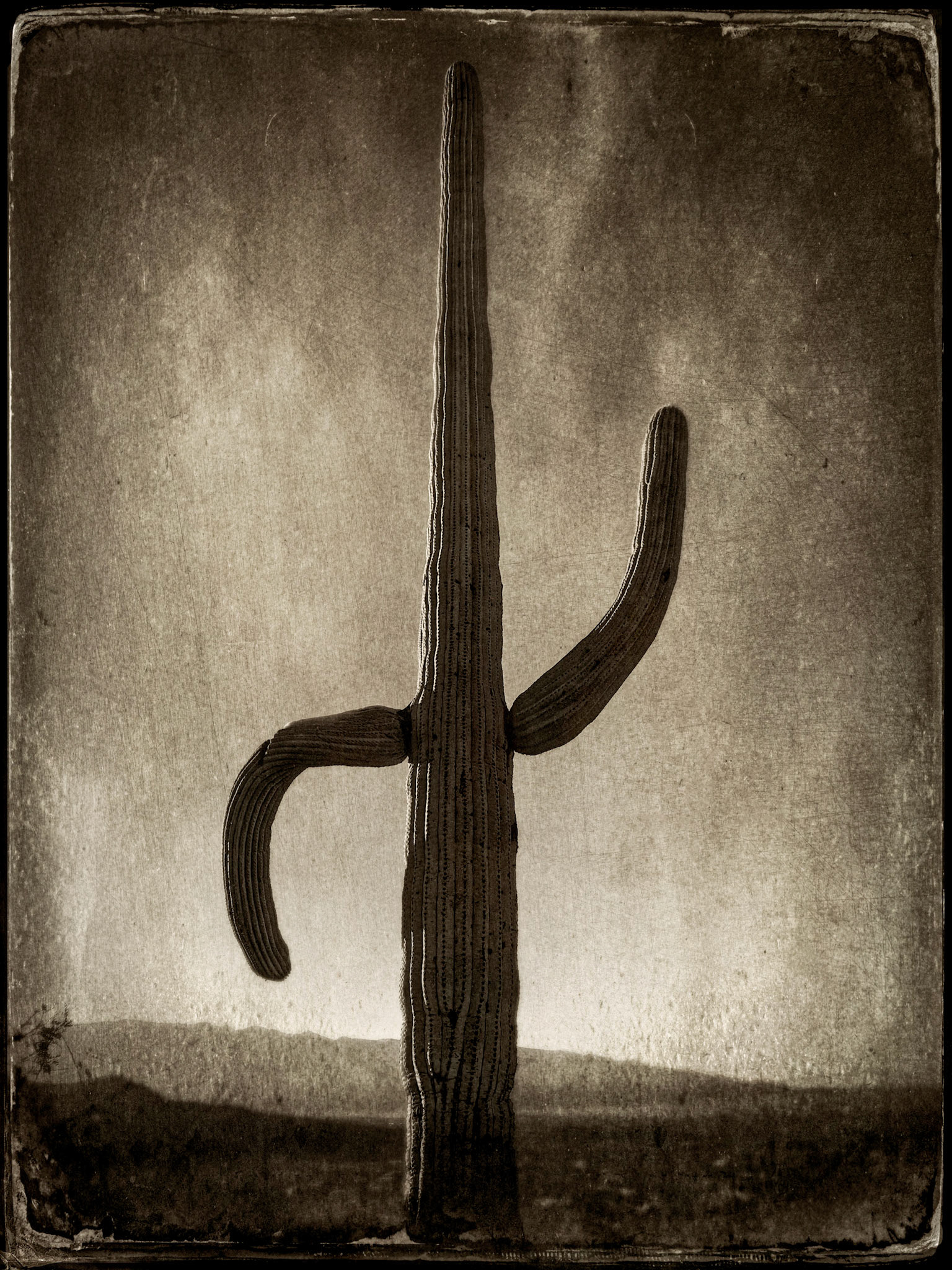 March 4, 2021Saguaro cactus, Tuscon AZ.