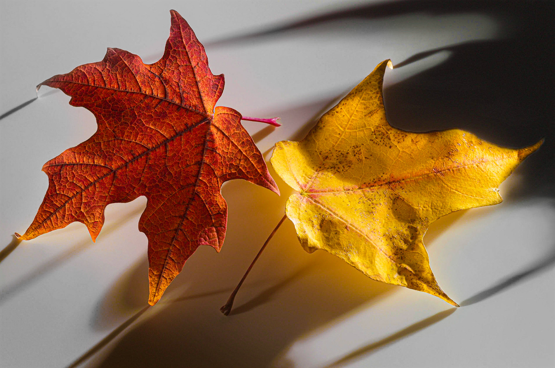 January 1, 2021Two leaves still life study...First post of the new year...happy new years to all!