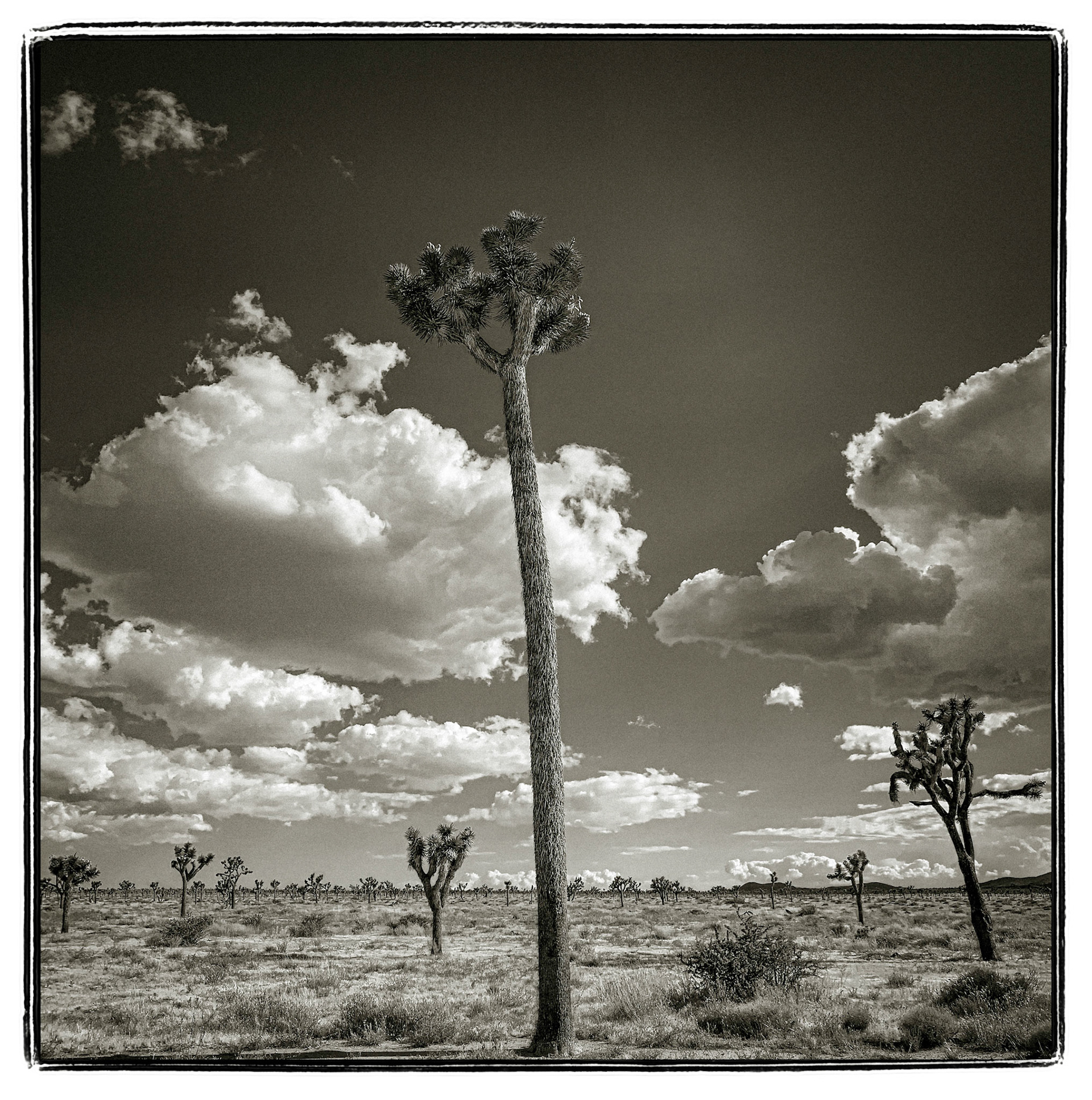 October 2, 2019Unusually tall Joshua Tree (Yucca brevifolia) in Joshua Tree National Park located in the Mojave Desert, California.