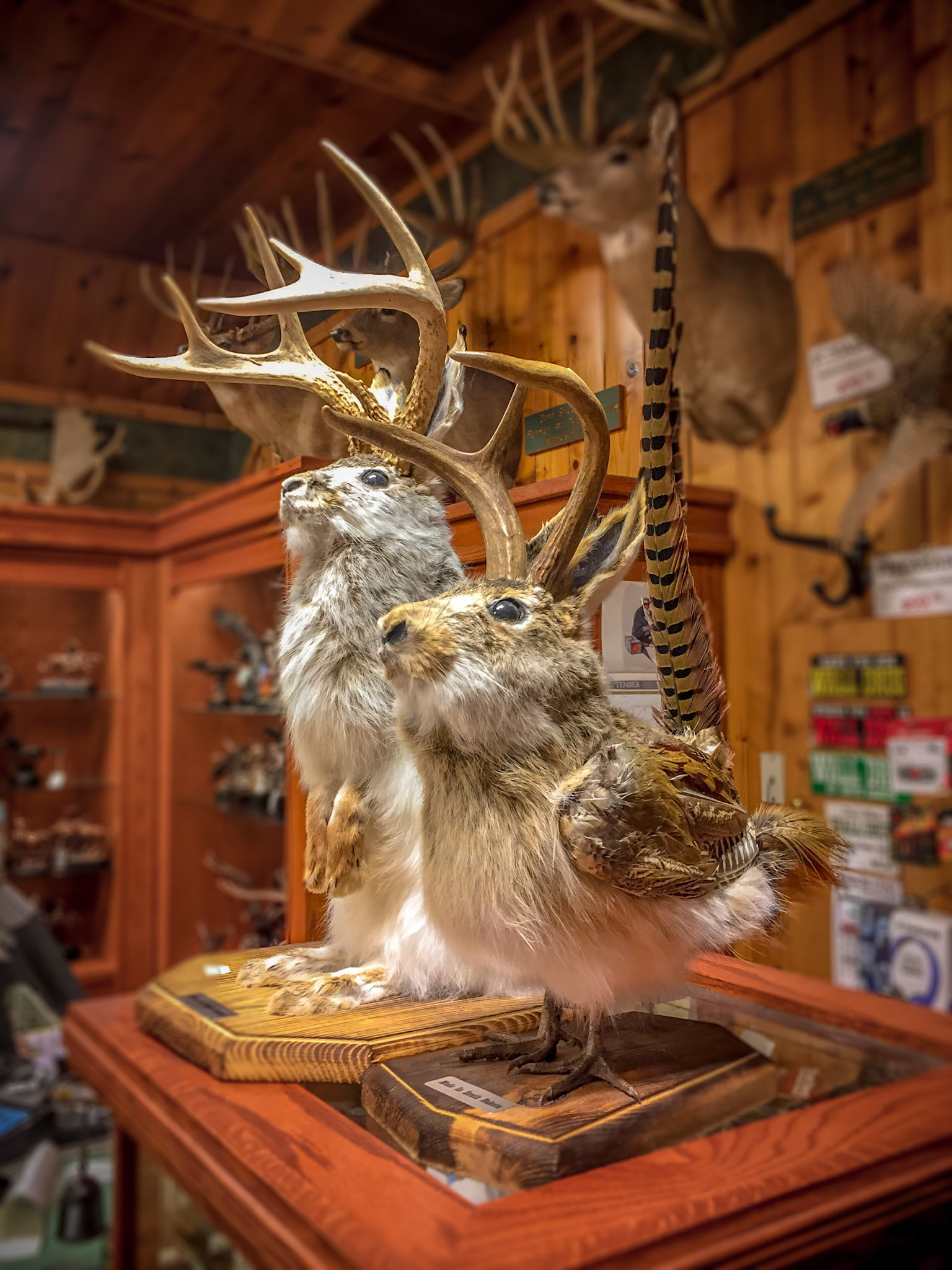 February 11, 2019Jackalope and Jackalope Pheasant (Wolpertinger–look it up) for sale at Wall Drug, in Wall SD.