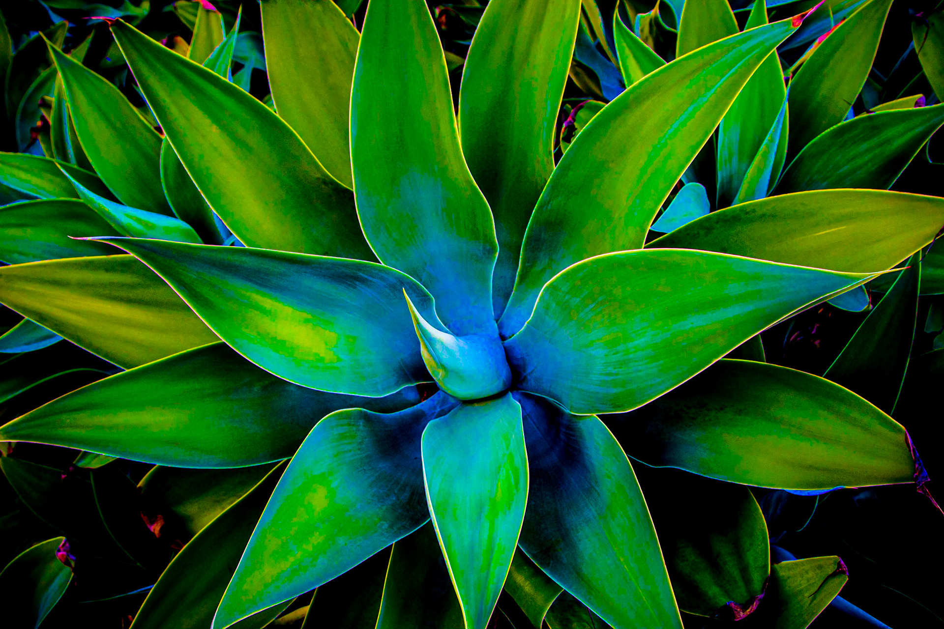 September 1, 2020Agave attenuata (swan's neck agave) succulent plant from Moir Gardens at the Plantations Gardens restaurant in Koloa, Kauai, Hawaii.