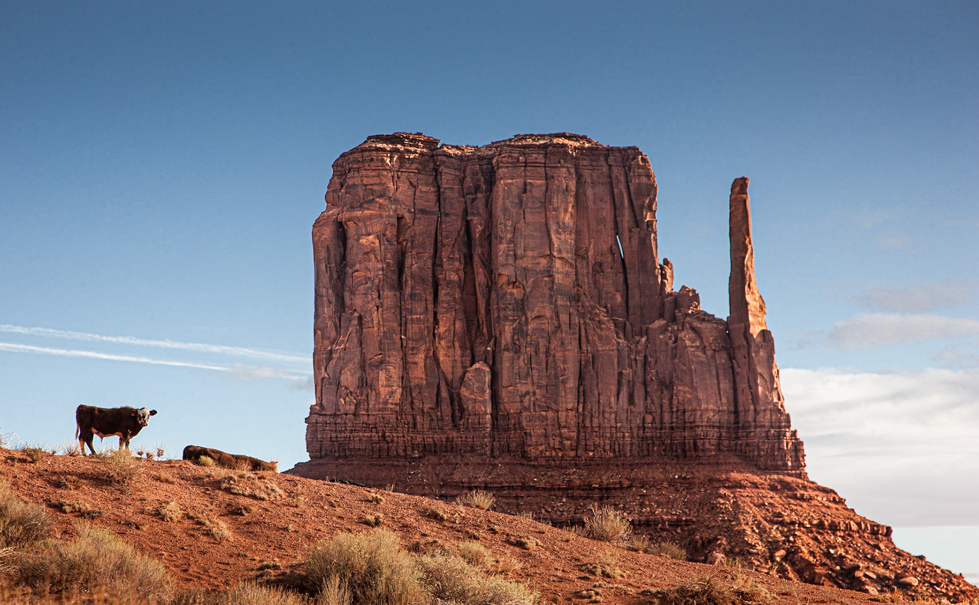 June 10, 2020Navajo cattle roaming the Monument Valley Navajo Tribal Park. Shot along the 17 mile Valley Drive.